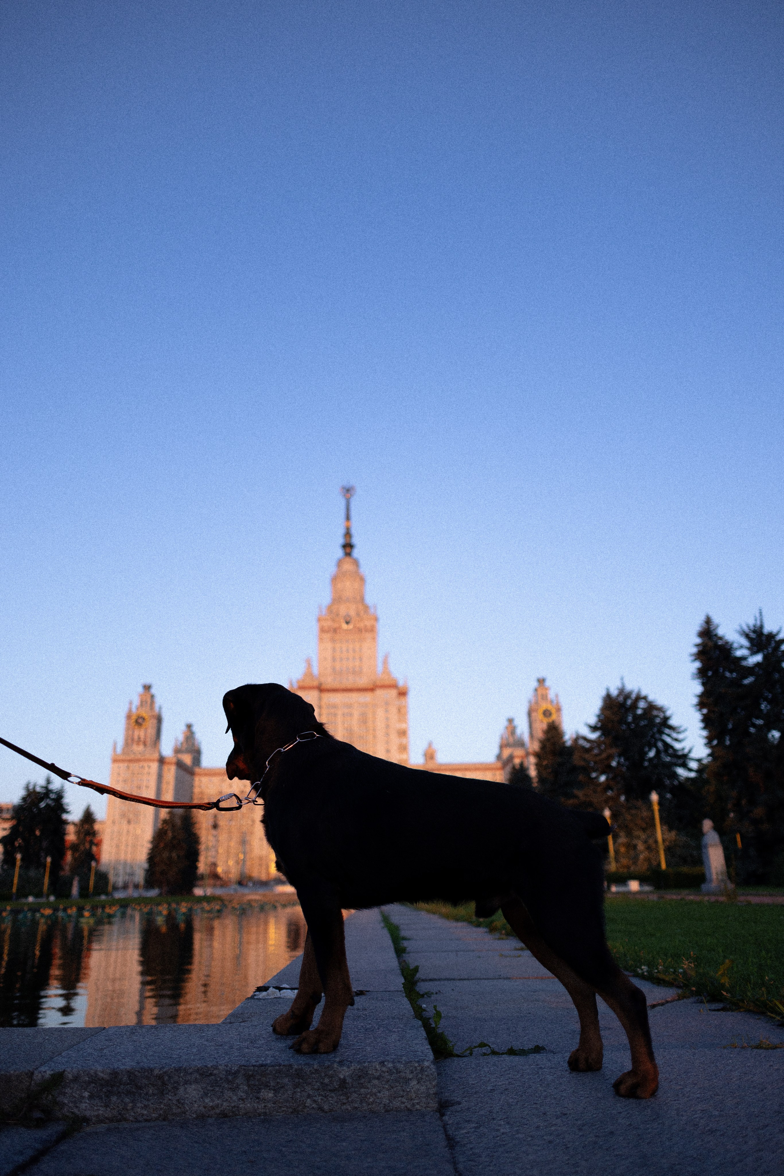 Катя, Леша, Лея и Трой. Фотограф и видеограф анималист Аганина Дарья