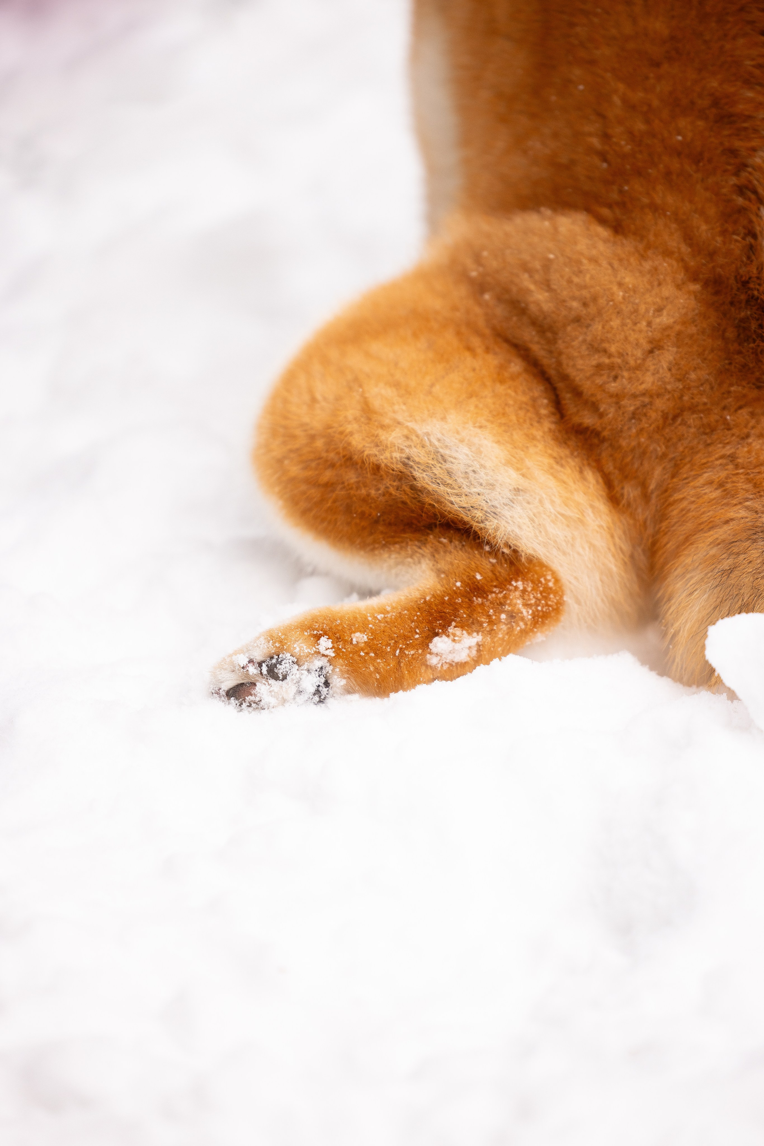 Юми, Серж и Тоши. Фотограф и видеограф анималист Аганина Дарья