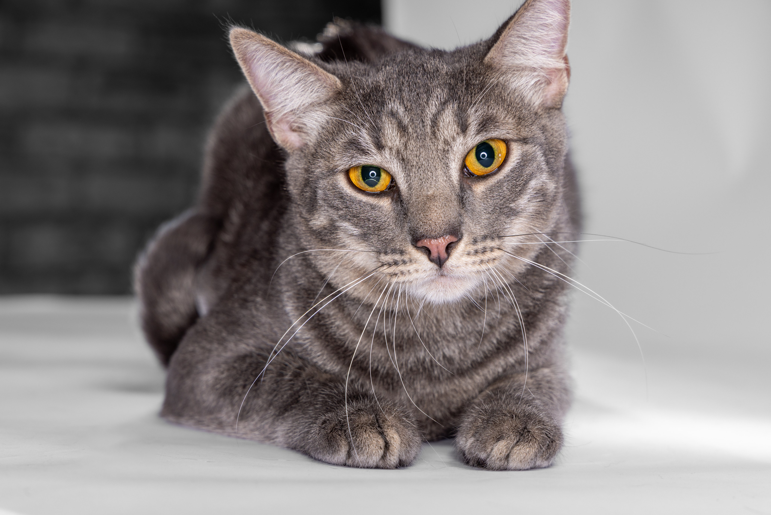 Кот Дымок в фотостудии. Фотограф Андрей Зикеев, фотостудия AzArt Studio в Москве