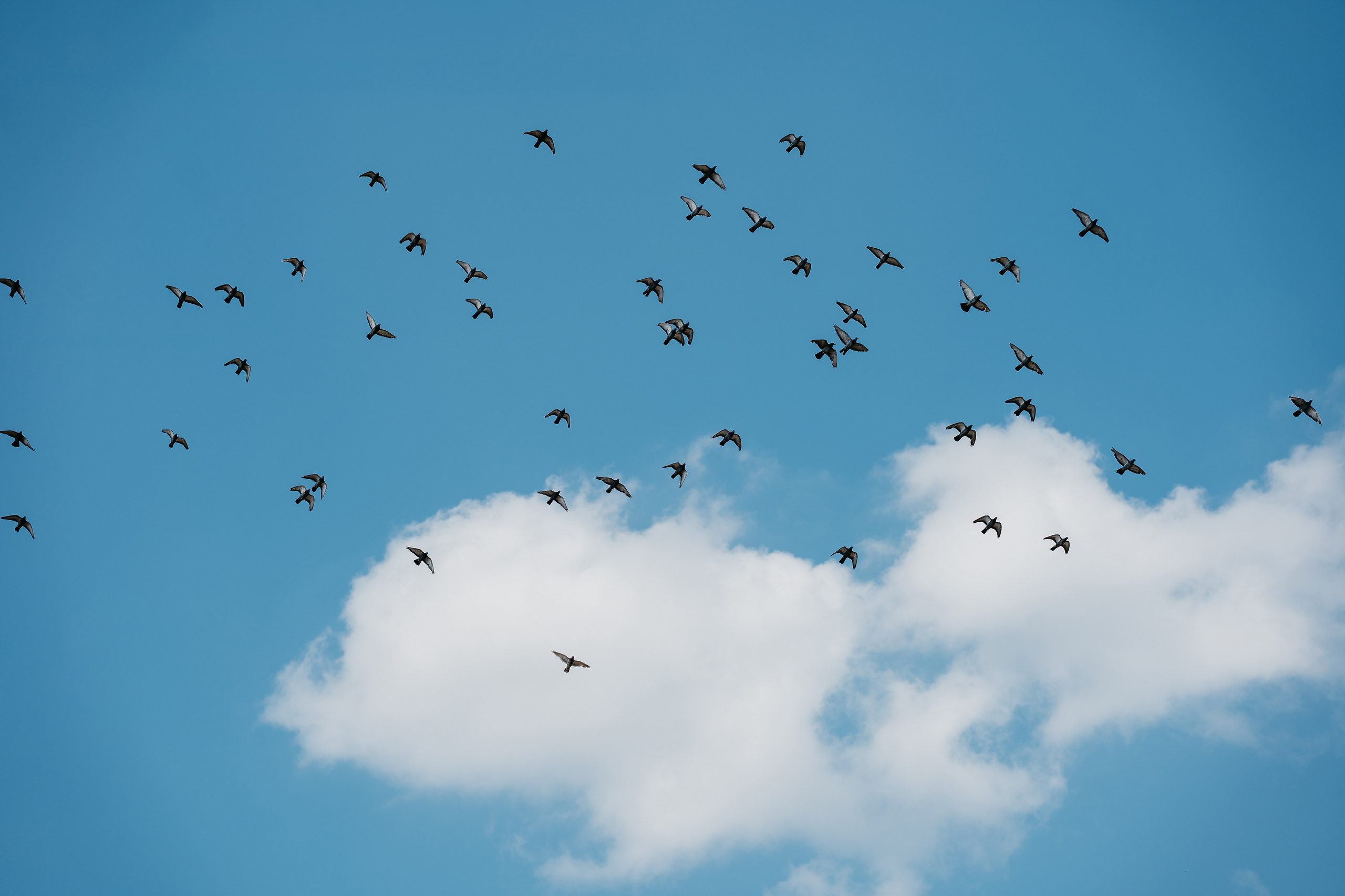 ЮРИЙ | СОФЬЯ. Свадебный и семейный фотограф Юлия Грибанова +7 909-133-66-33