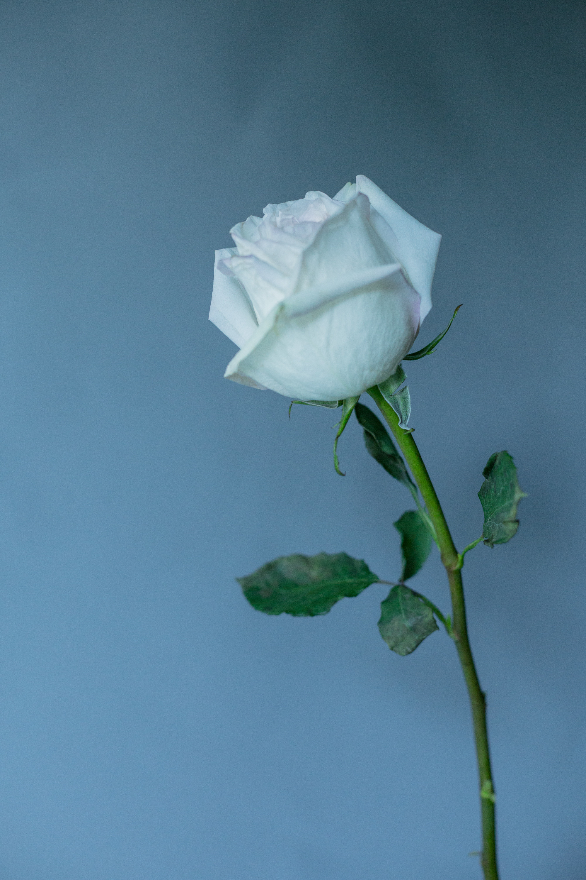 Pascal Flowers. Photographer in Montenegro — professional photoshoots