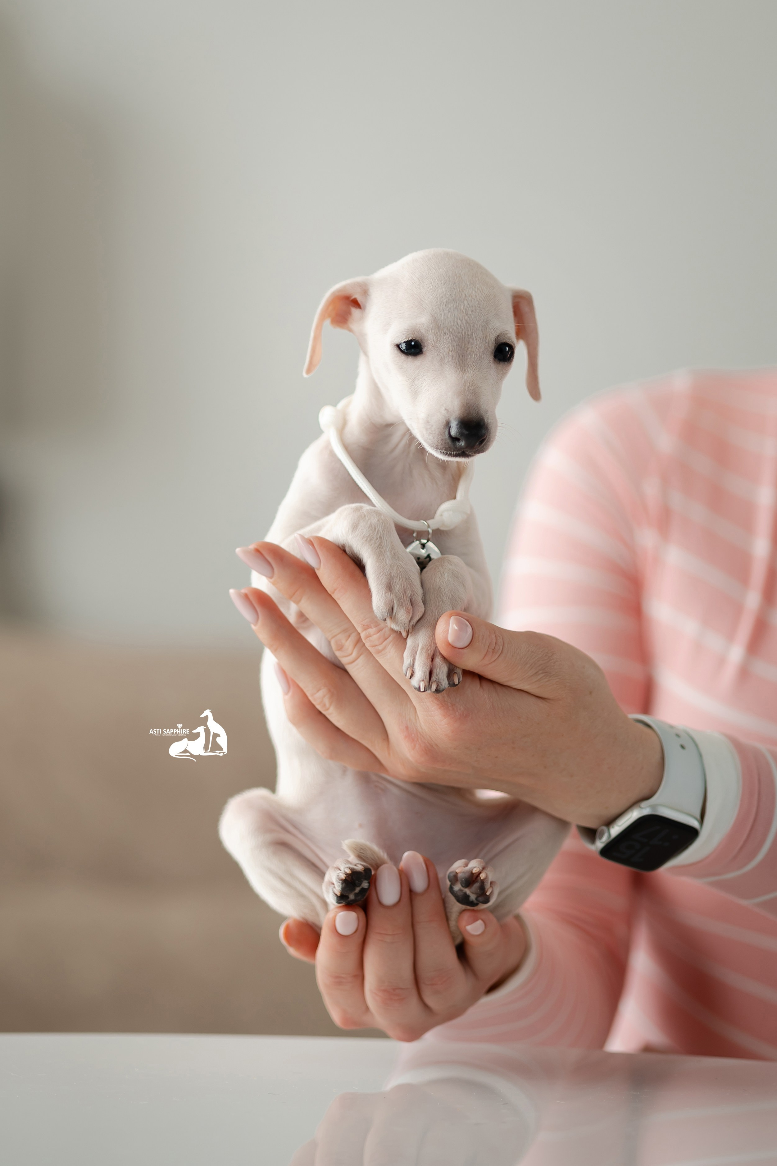 Белоснежные. Professional Italian Greyhound Kennel RKF/FCI ASTI SAPPHIRE 💎 Sochi|St. Petersburg