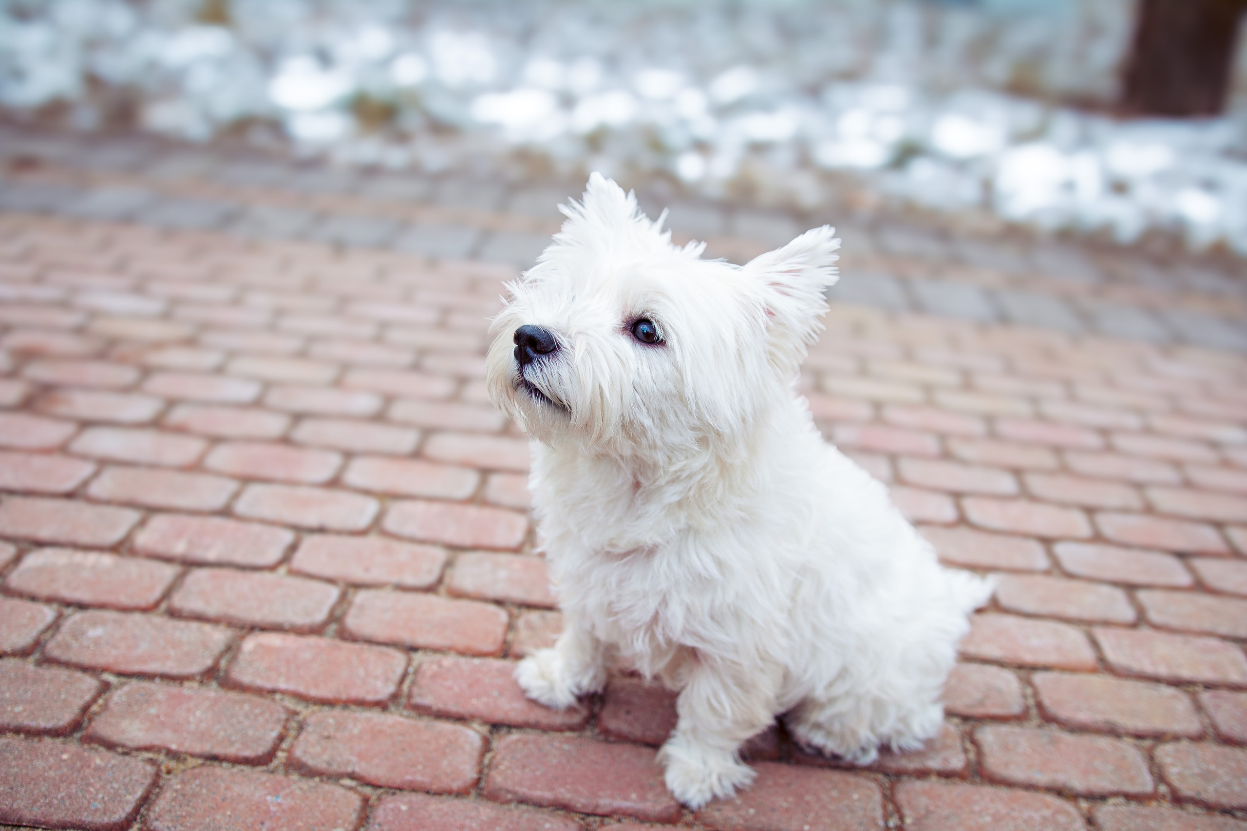 Фотосессия с собакой в парке зимой  Минск
