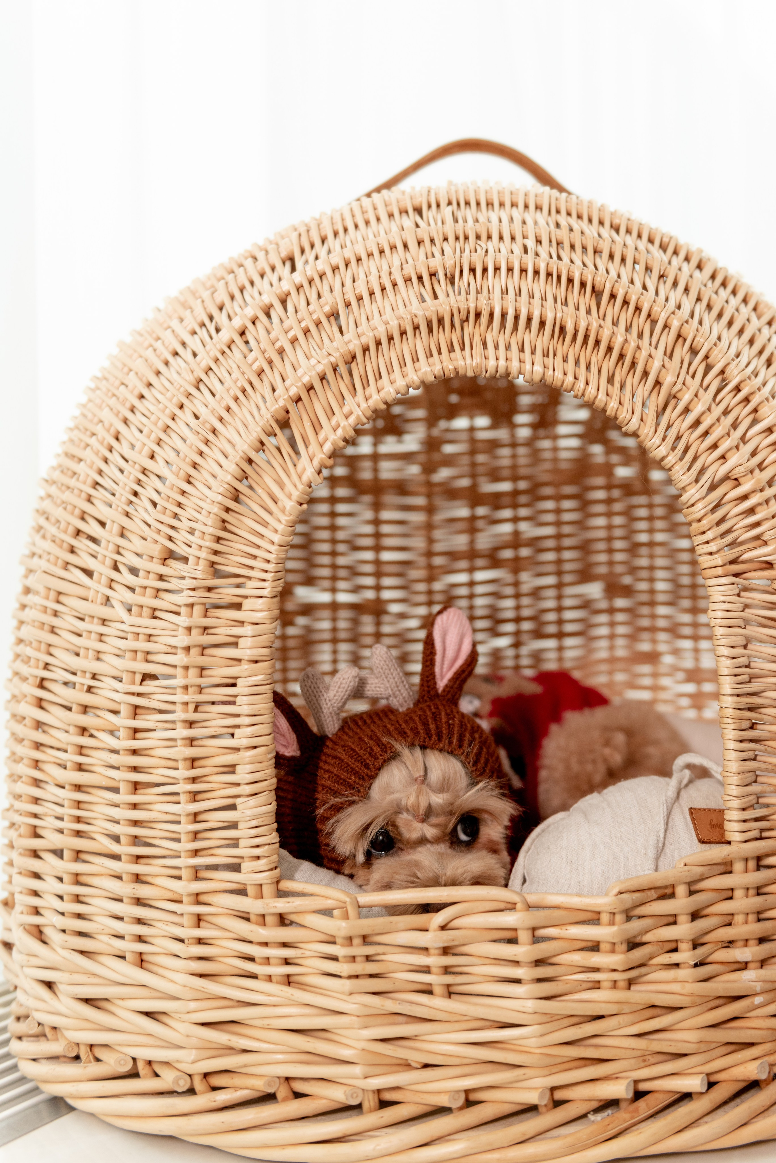 Pets. Фотограф в Москве Daria Lens