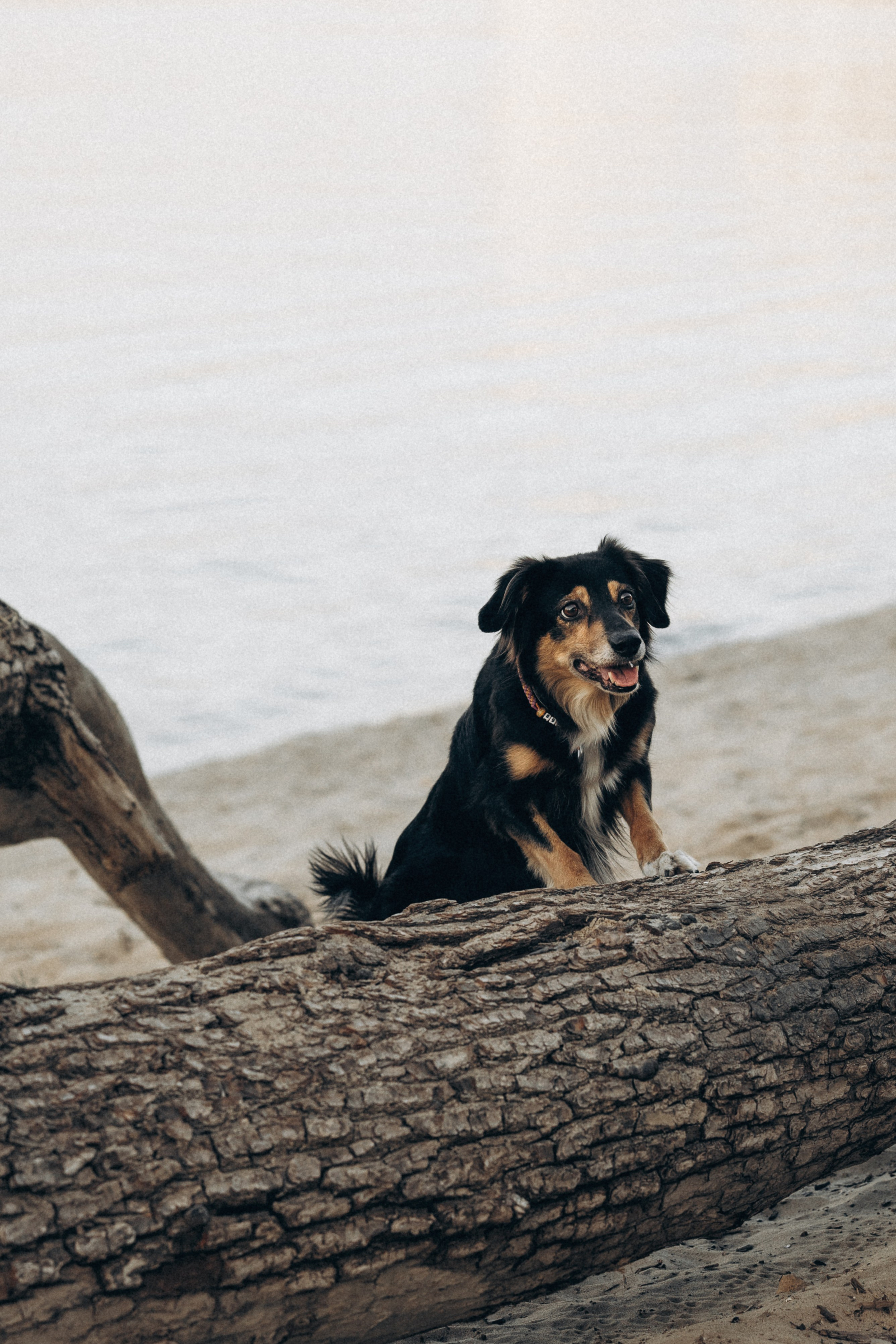 Алла и ее компания. Фотограф анималист в Казани Алина Сулейманова. Фотограф животных