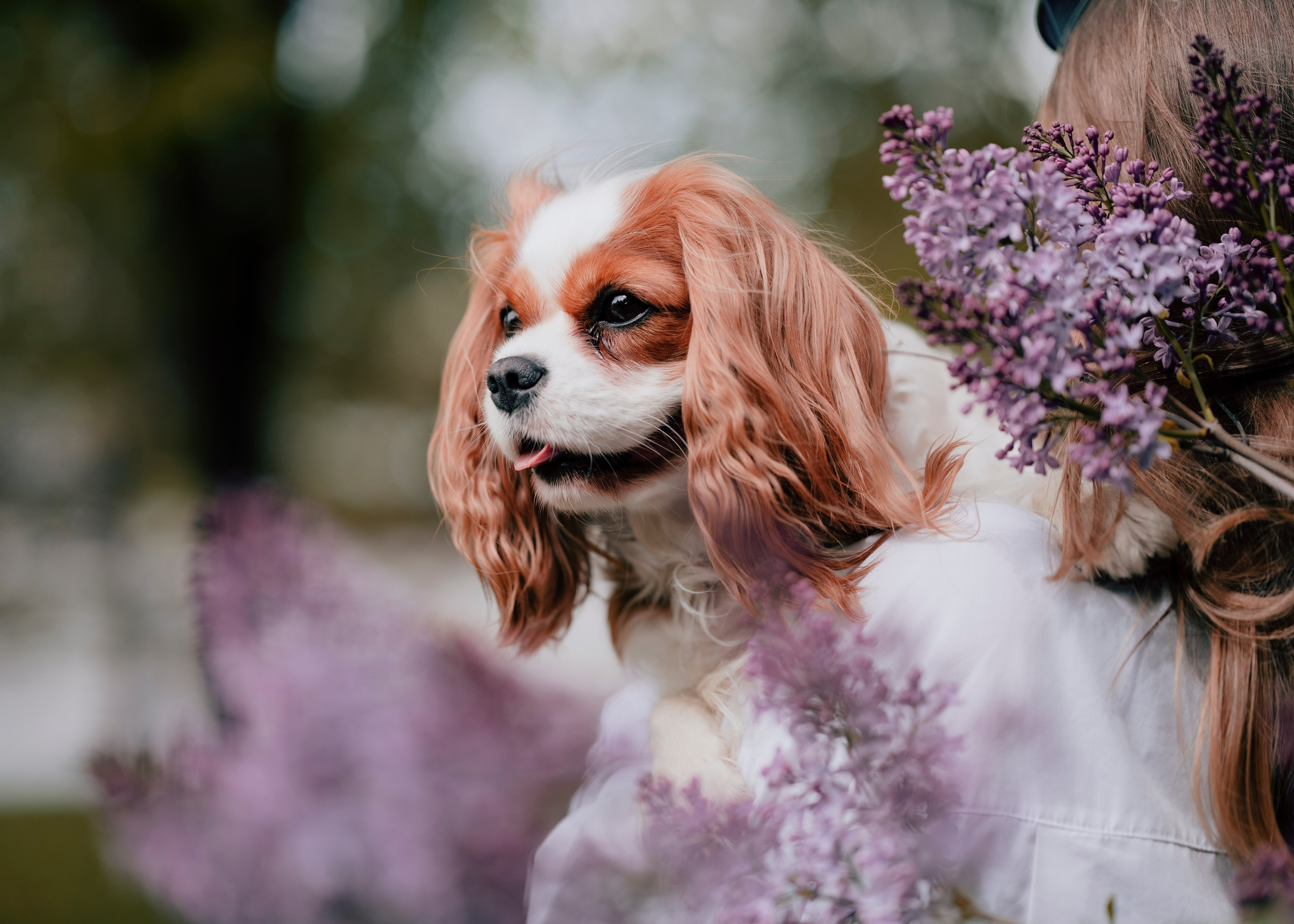 Дольче. Фотограф- анималист Александра Матвеева