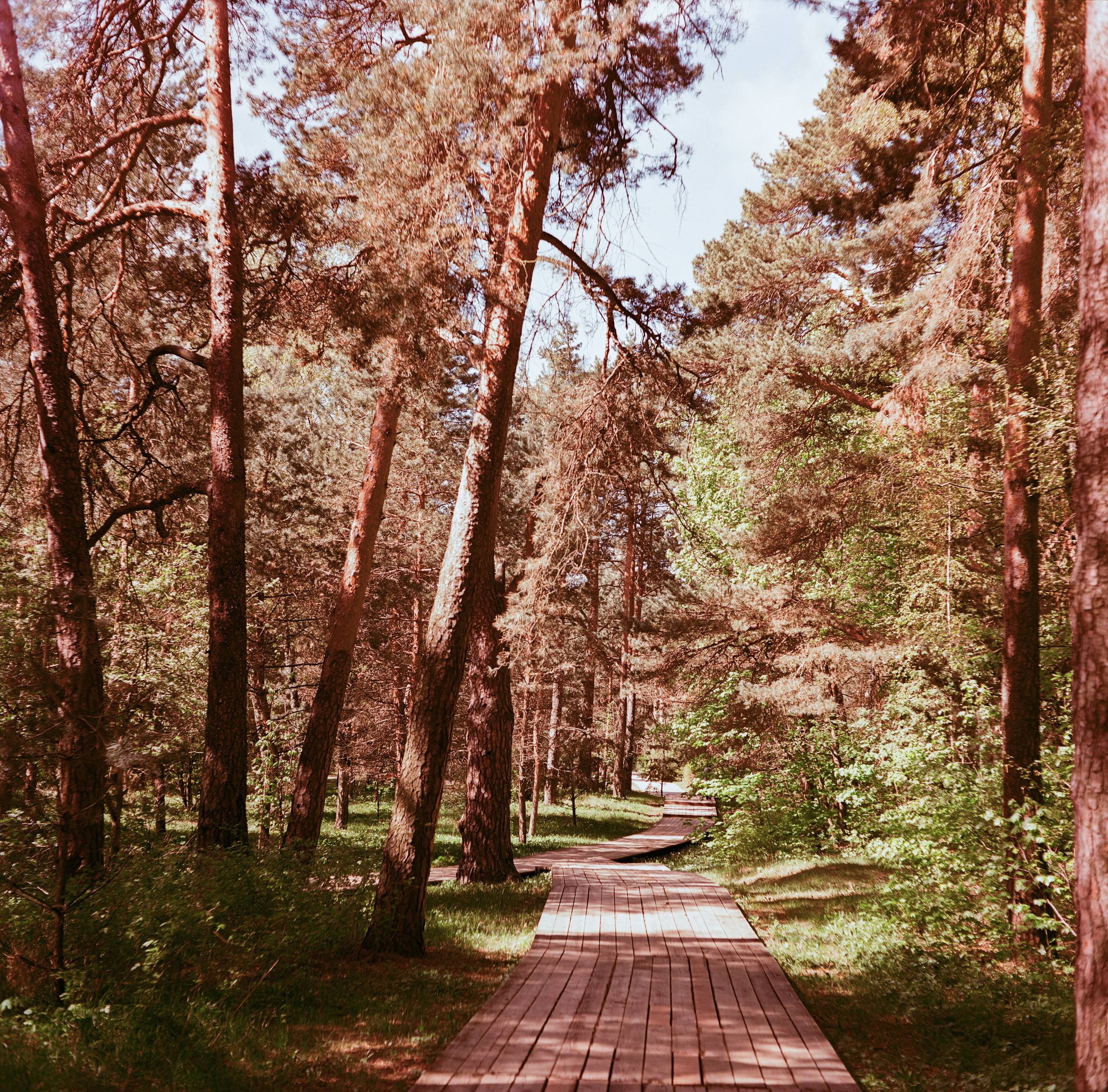 Minolta Autocord | Aeronega ISO 100 (Aerocolor IV) | май 2025 года СерБор