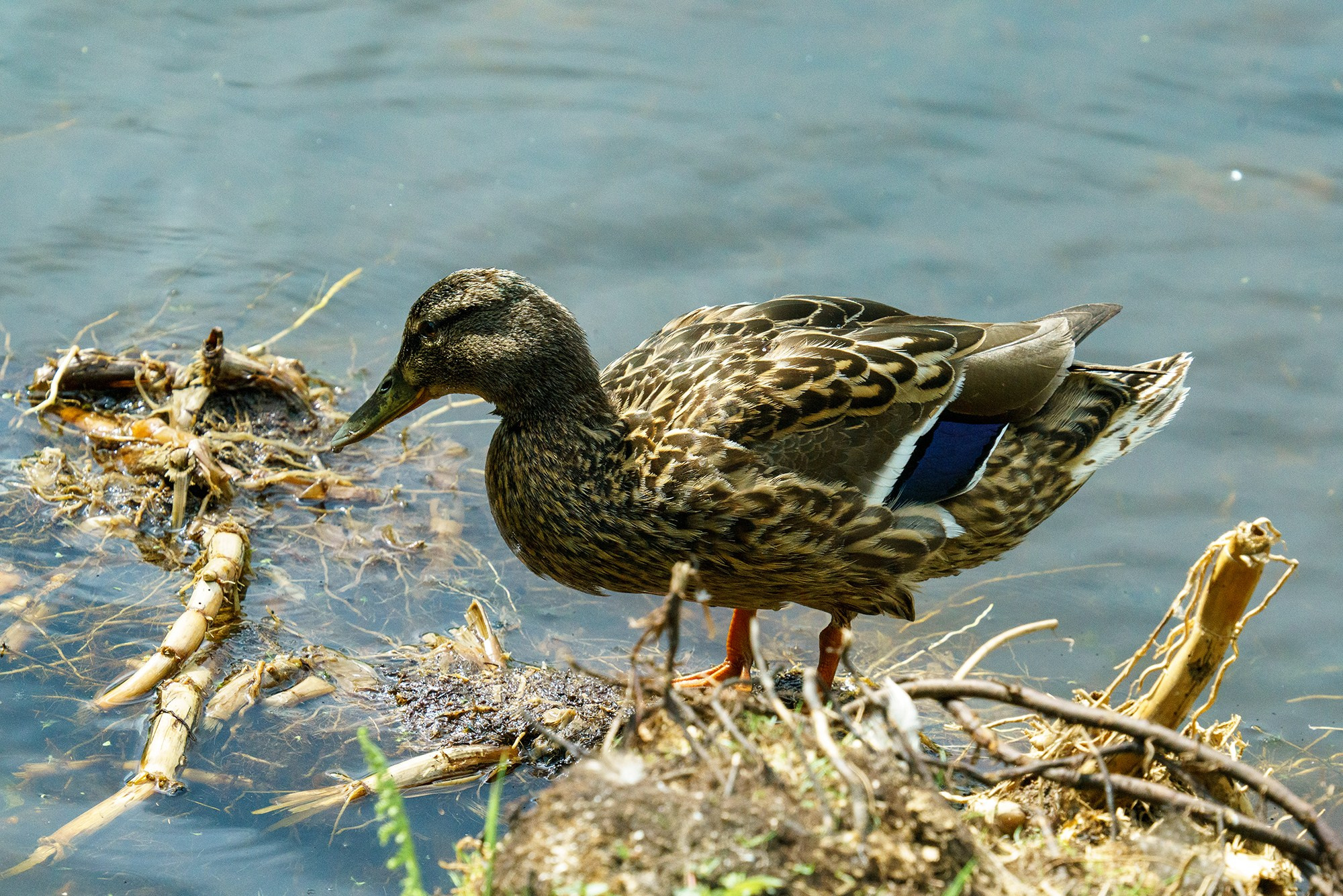 Удивительные мир птиц. Вокруг нас столько прекрасного — присмотритесь!. Ваш личный фотограф Марина Волкова