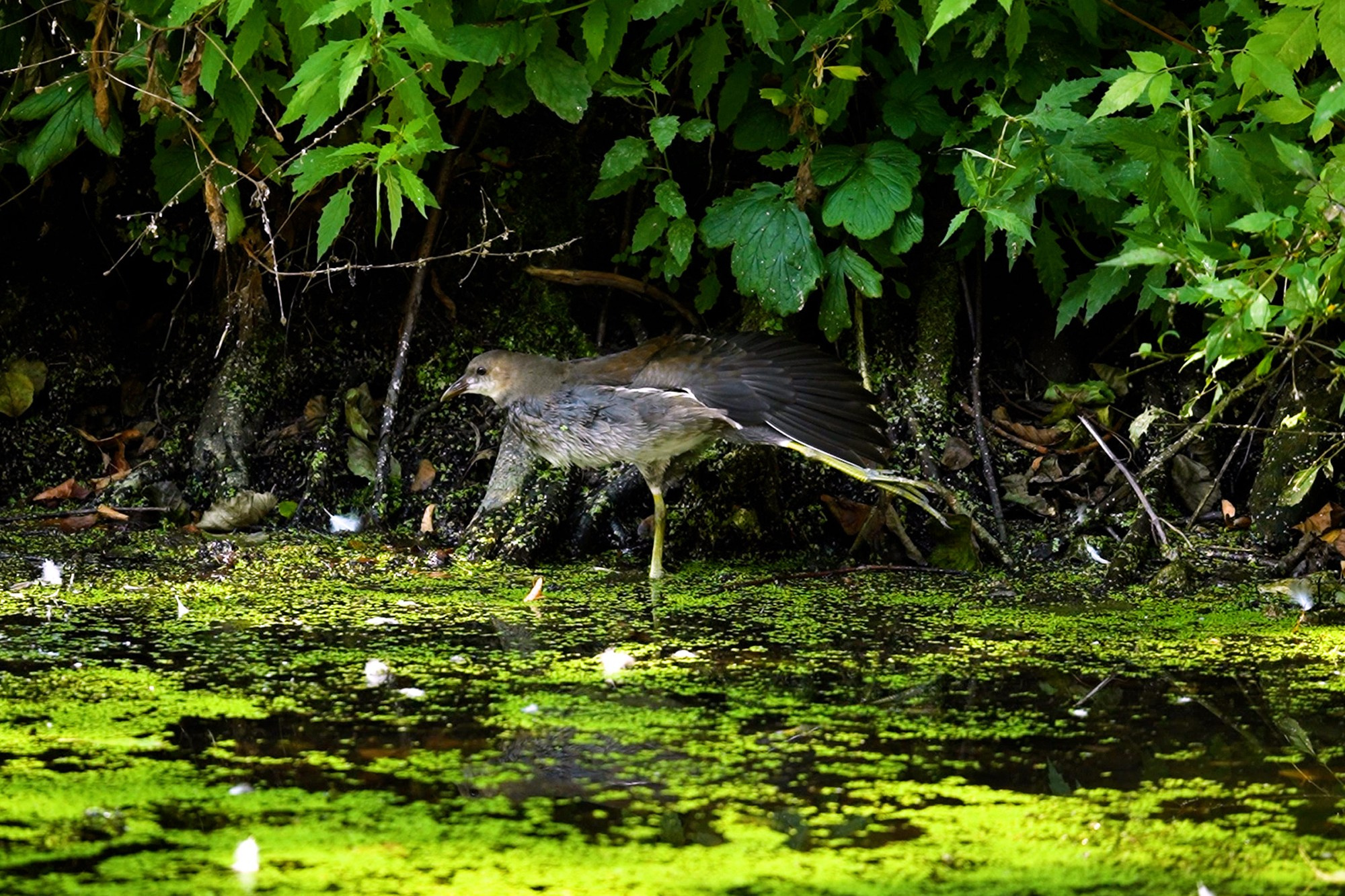 Удивительные мир птиц. Вокруг нас столько прекрасного — присмотритесь!. Ваш личный фотограф Марина Волкова