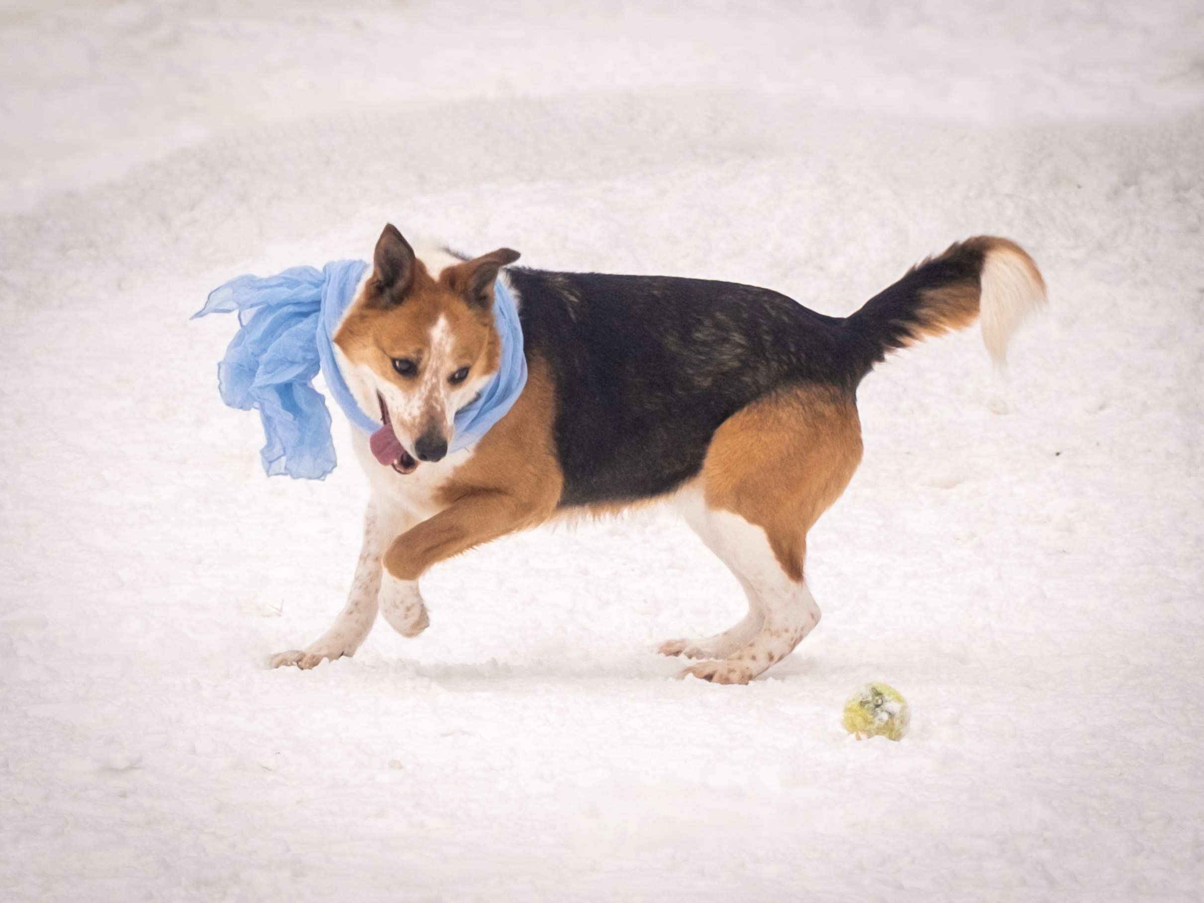 Приют Бирюлёво — для Надежды!. Зоофотограф, фотограф животных в Москве и области Дина Дамоцева