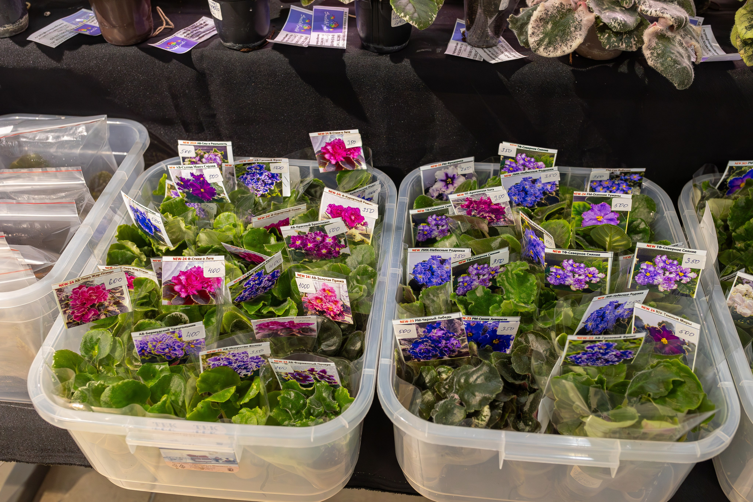 Ярмарка Green Rare 20.09.25. Александра Куликова фотограф, Москва