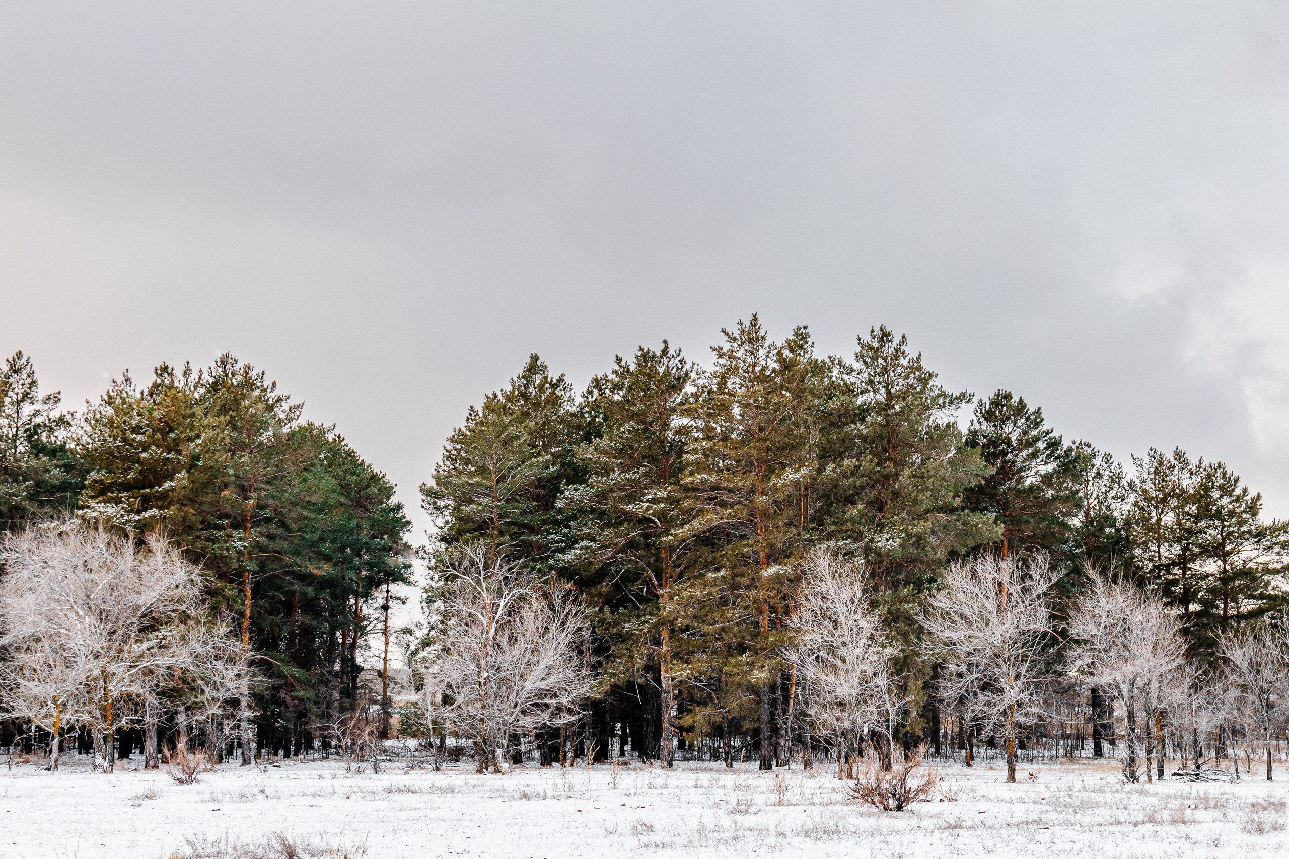 Лес, сосны, Дарьинск