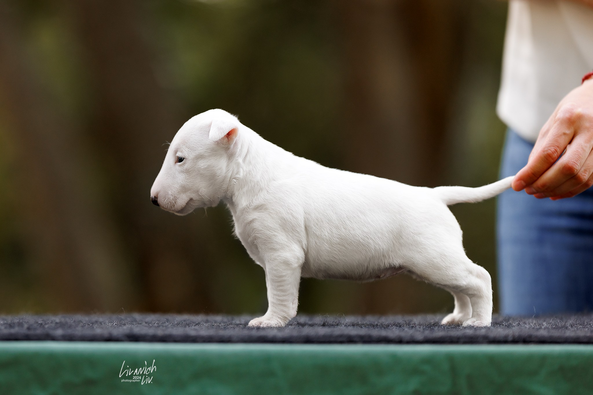 Щенки. Фотограф для вашей собаки