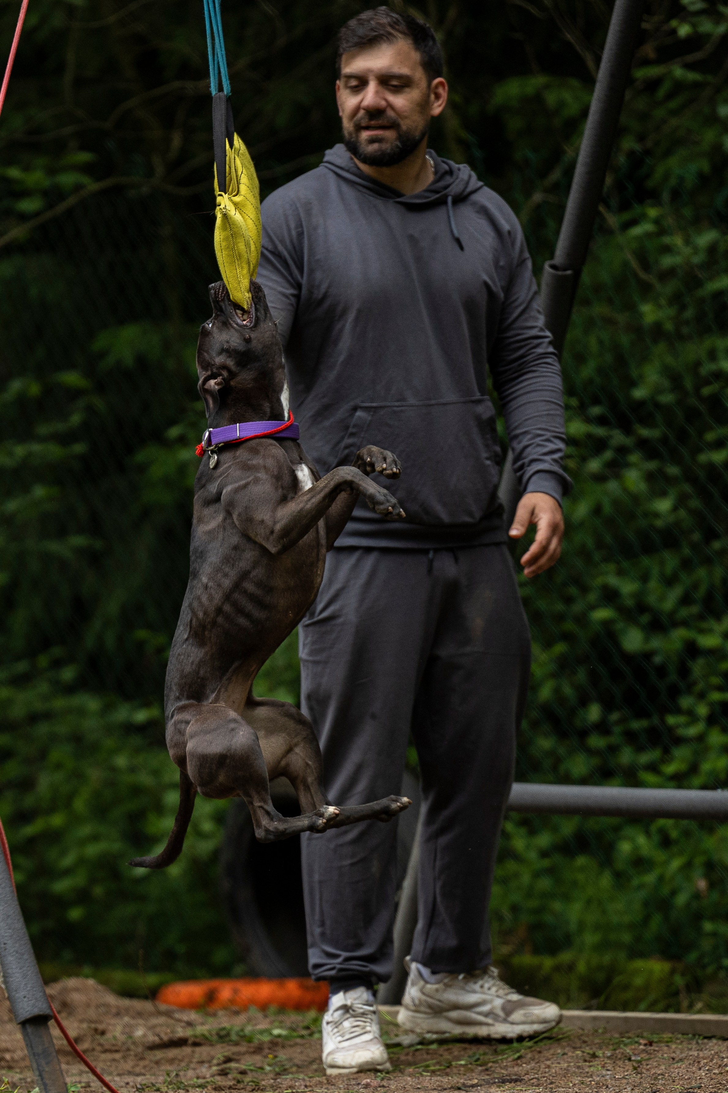 Пит-стафф многоборье. Фотограф-анималист Анна Маринич