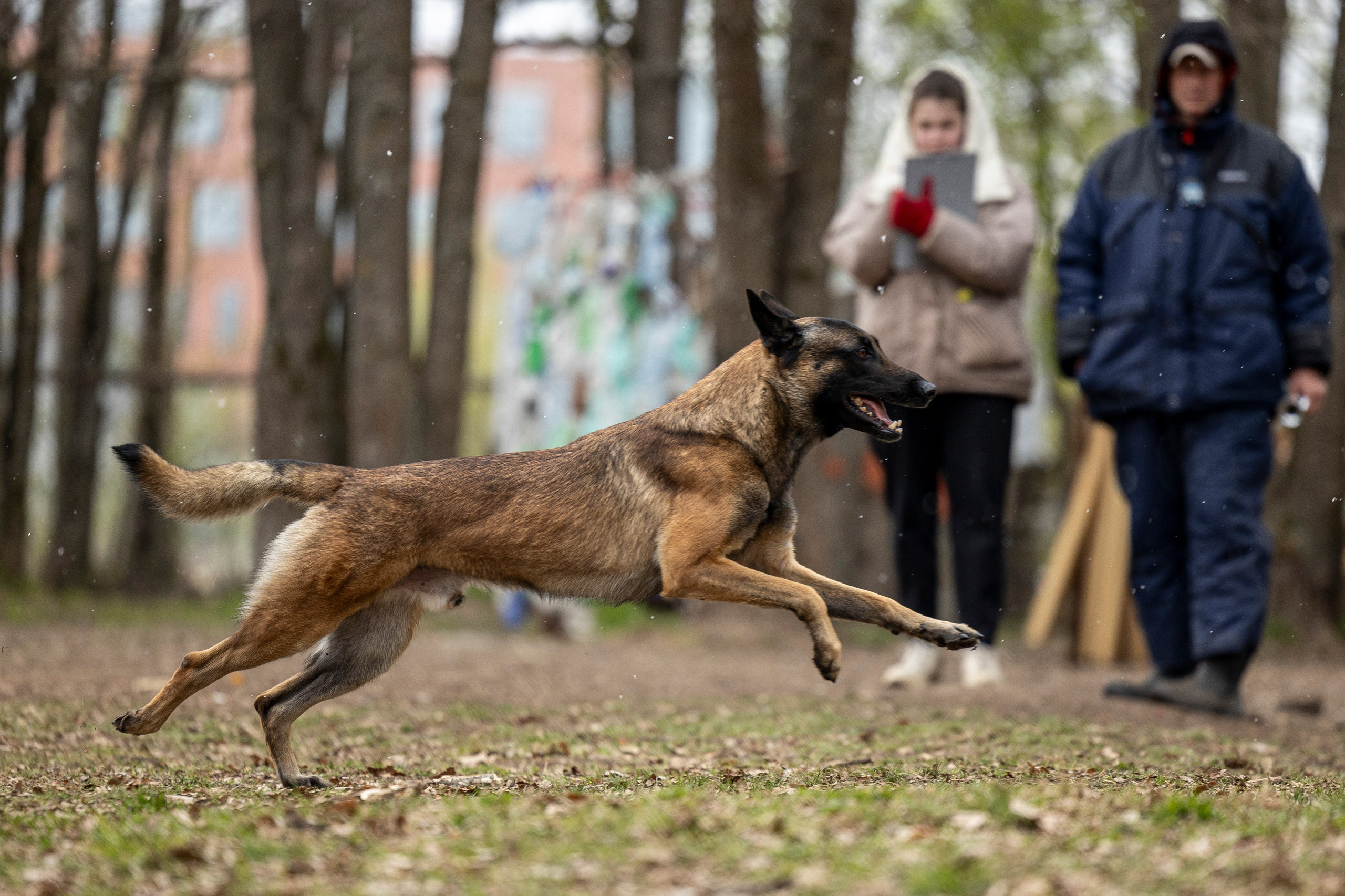 Квалификационные состязания по мондьорингу г. Вологда 11.05.24. Фотограф-анималист Анна Маринич