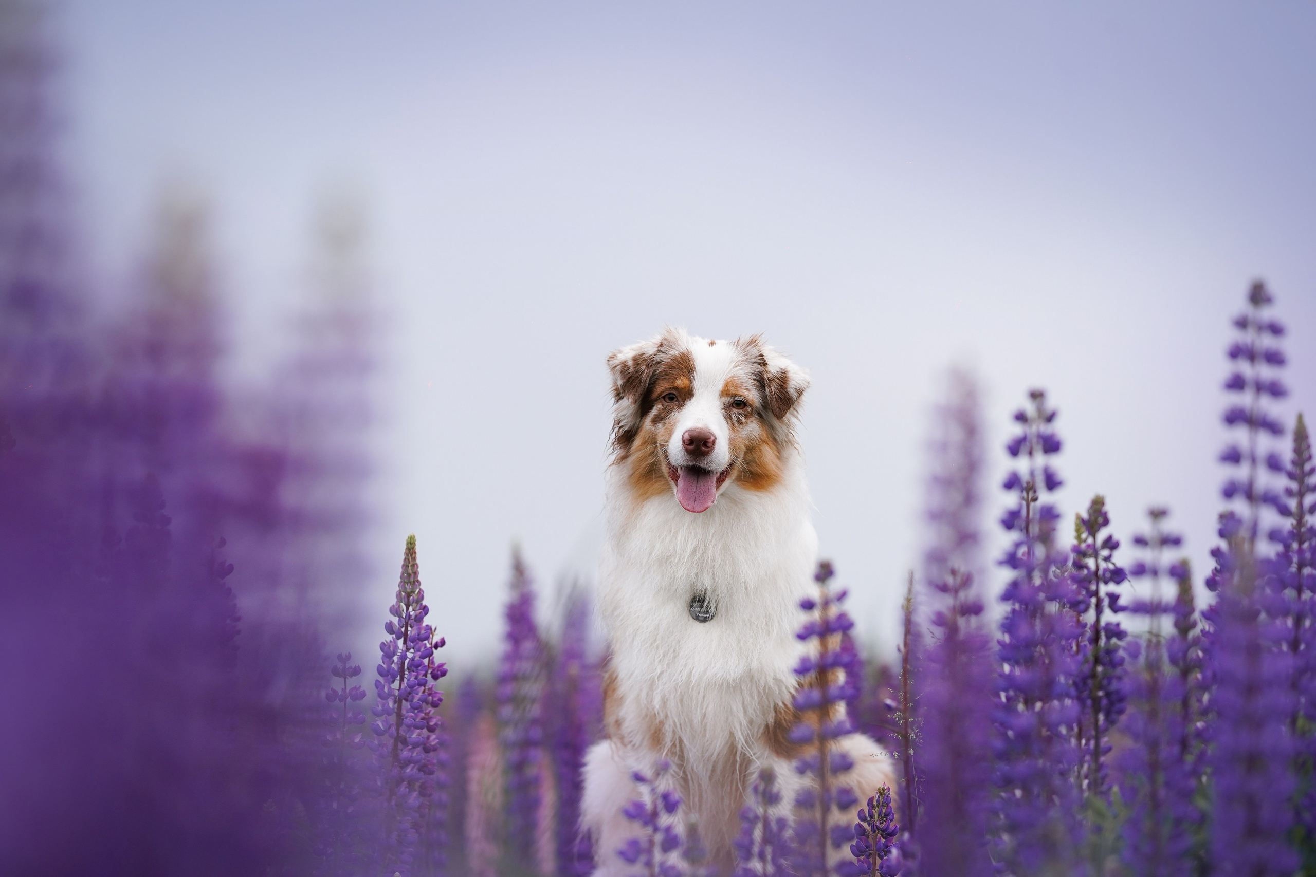 Аня Арчи и Панда в люпинах. Фотограф-анималист в Санкт-Петербурге Яна Мартынова