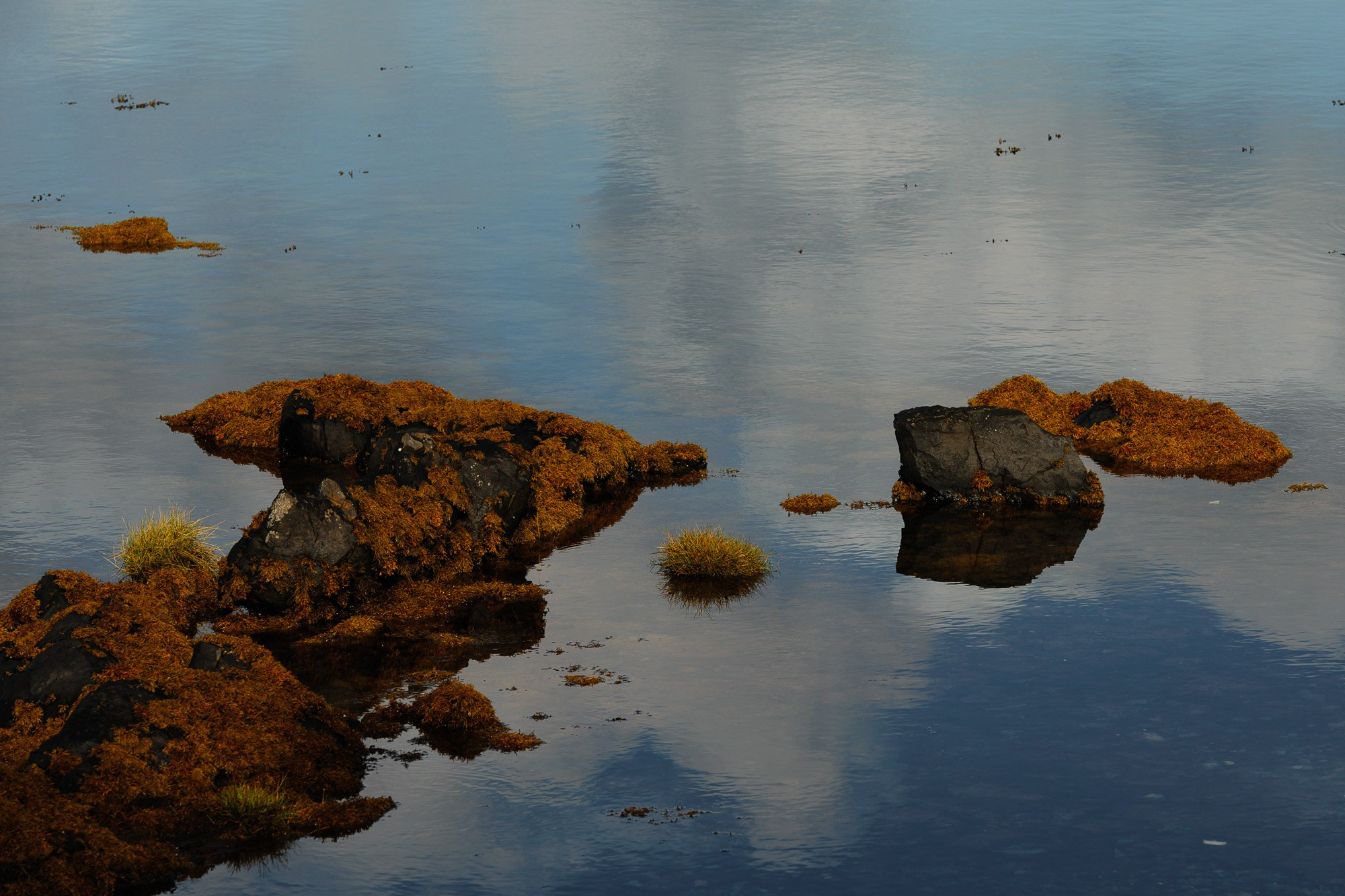 Крупный план камней, покрытых оранжевым мхом или водорослями, в спокойной воде, отражающей небо