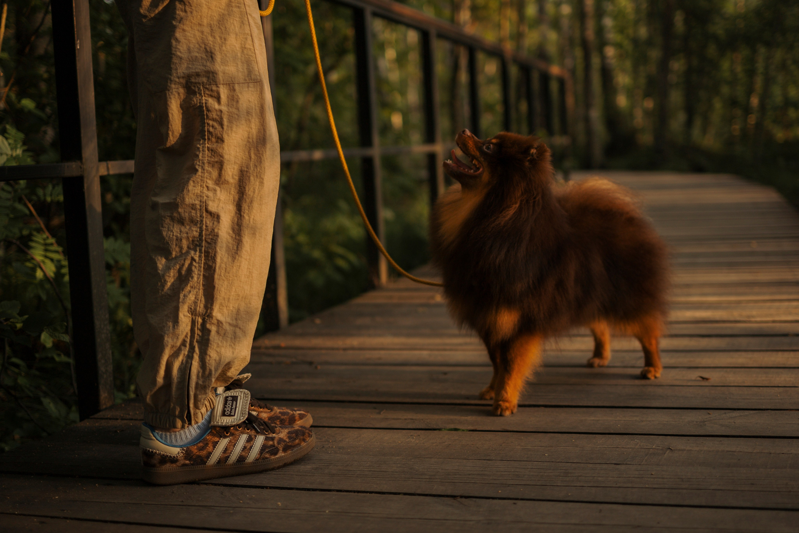 Сапфир и его семья. Фотограф-анималист в Санкт-Петеребурге Титова Алиса