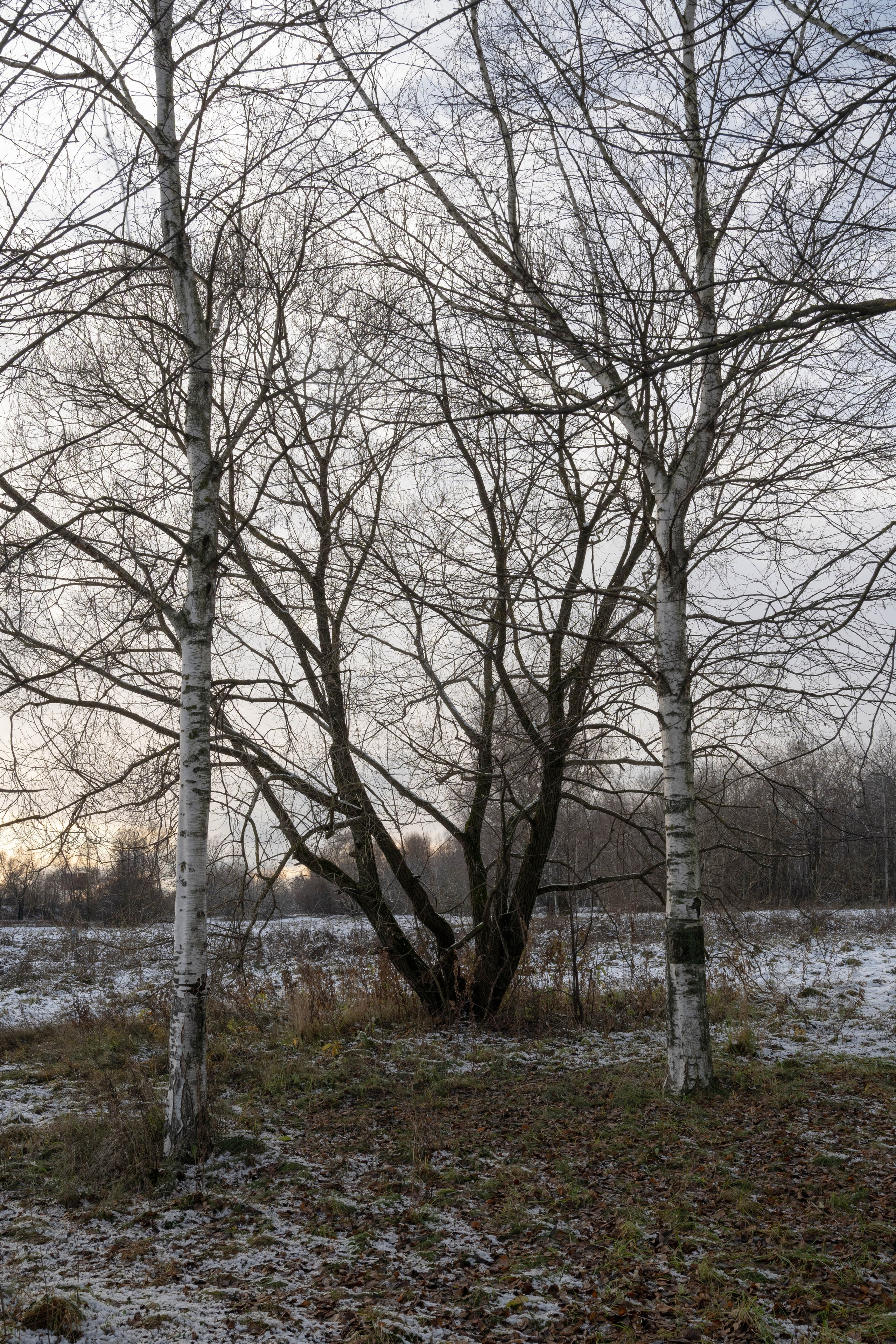 it was quietly sunny in shchukino