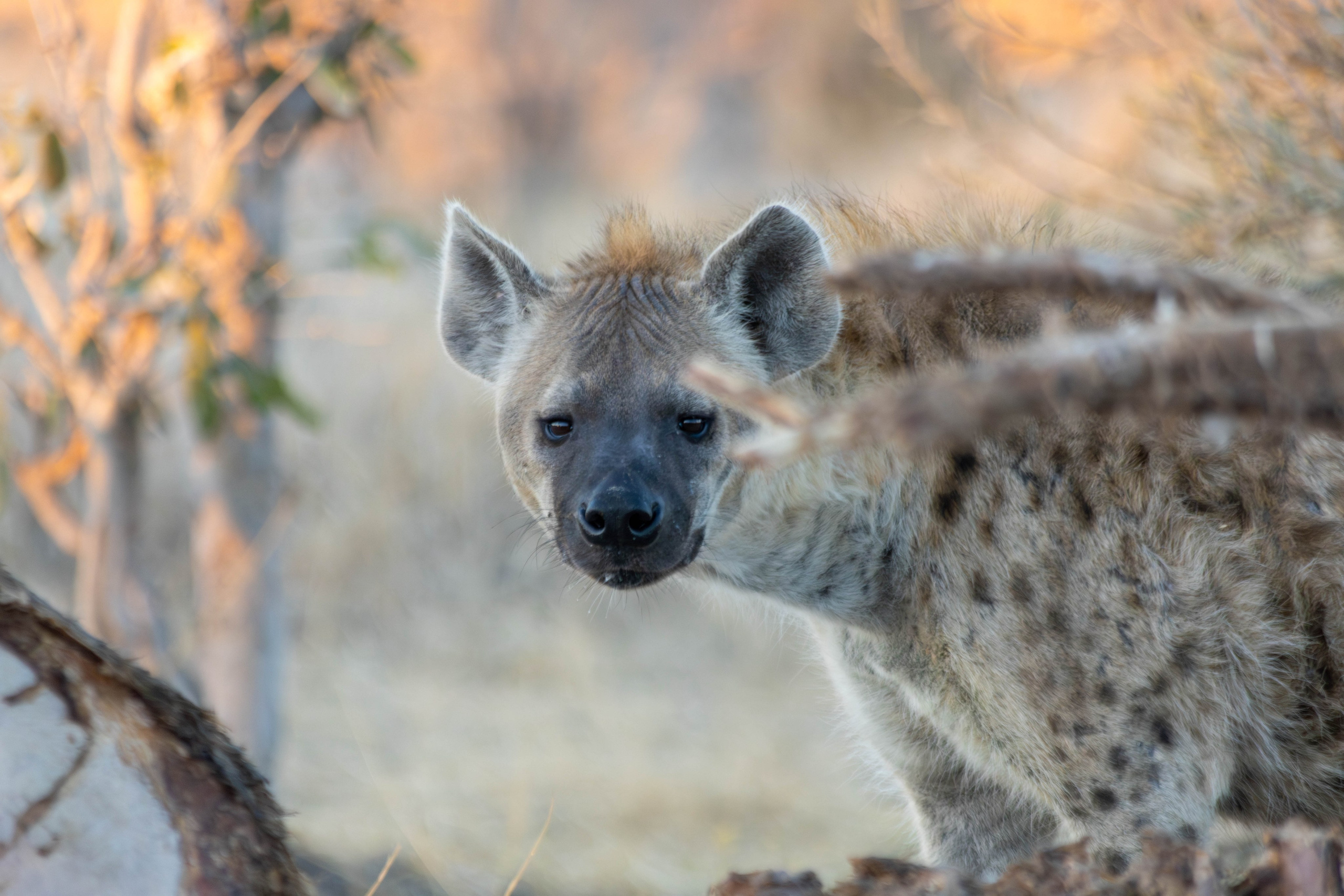 Южная Африка. B612