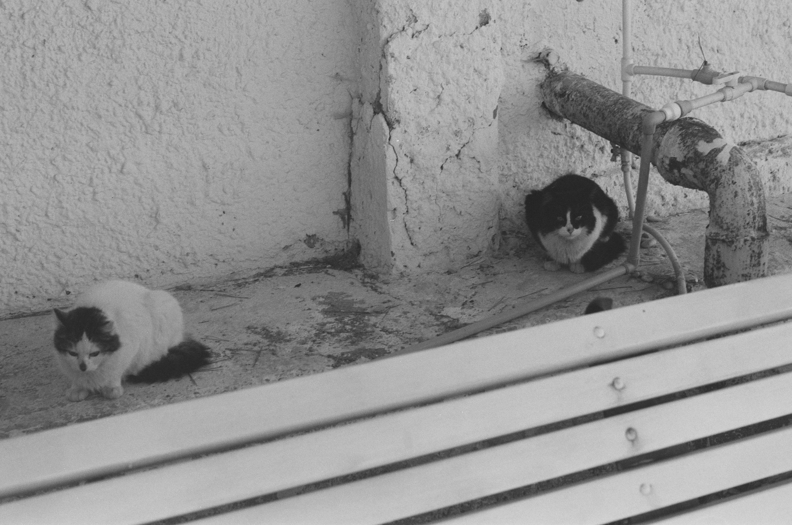 Plastinki // ukraine, crimea. EVER EXPOSED