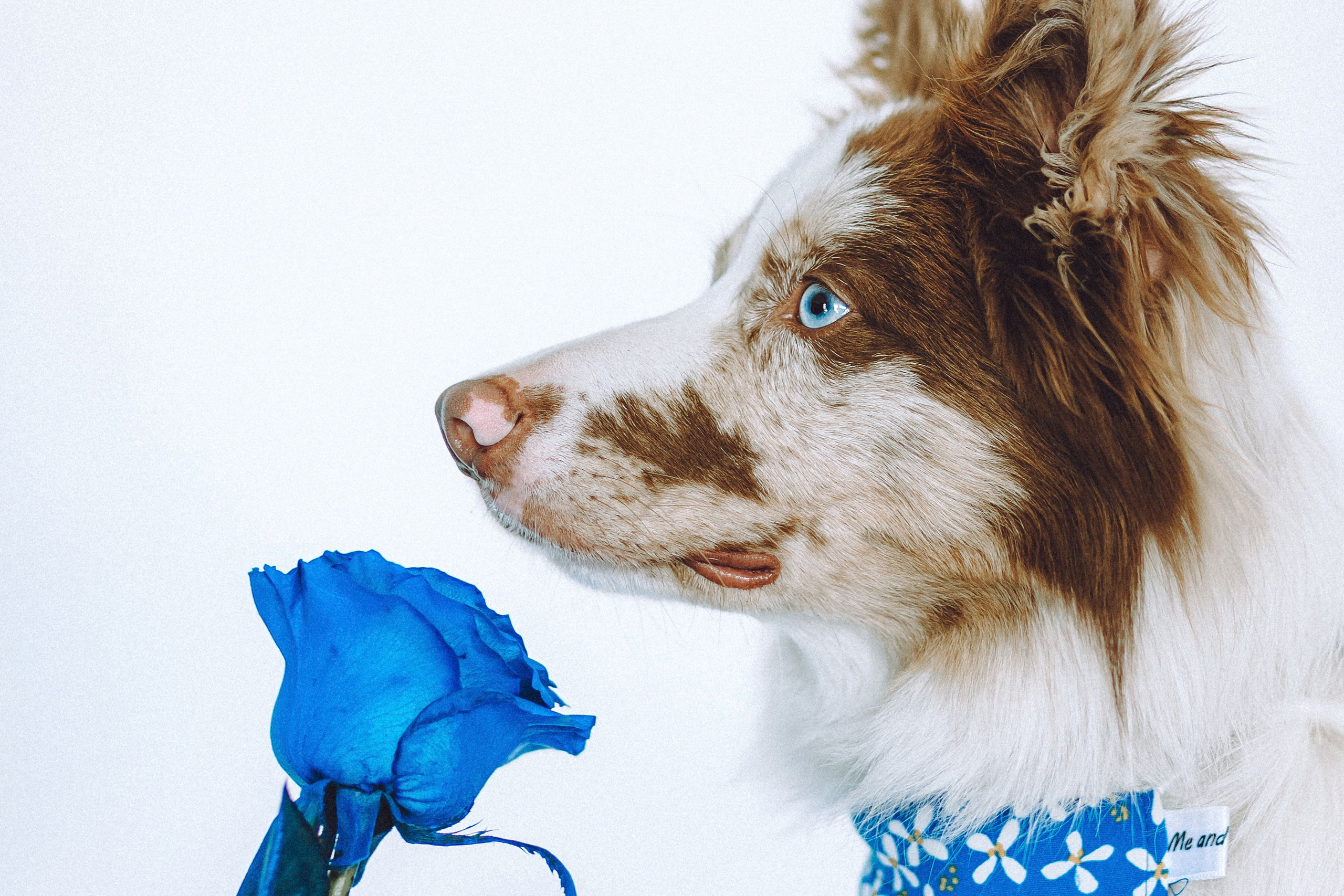 День рождения Айко