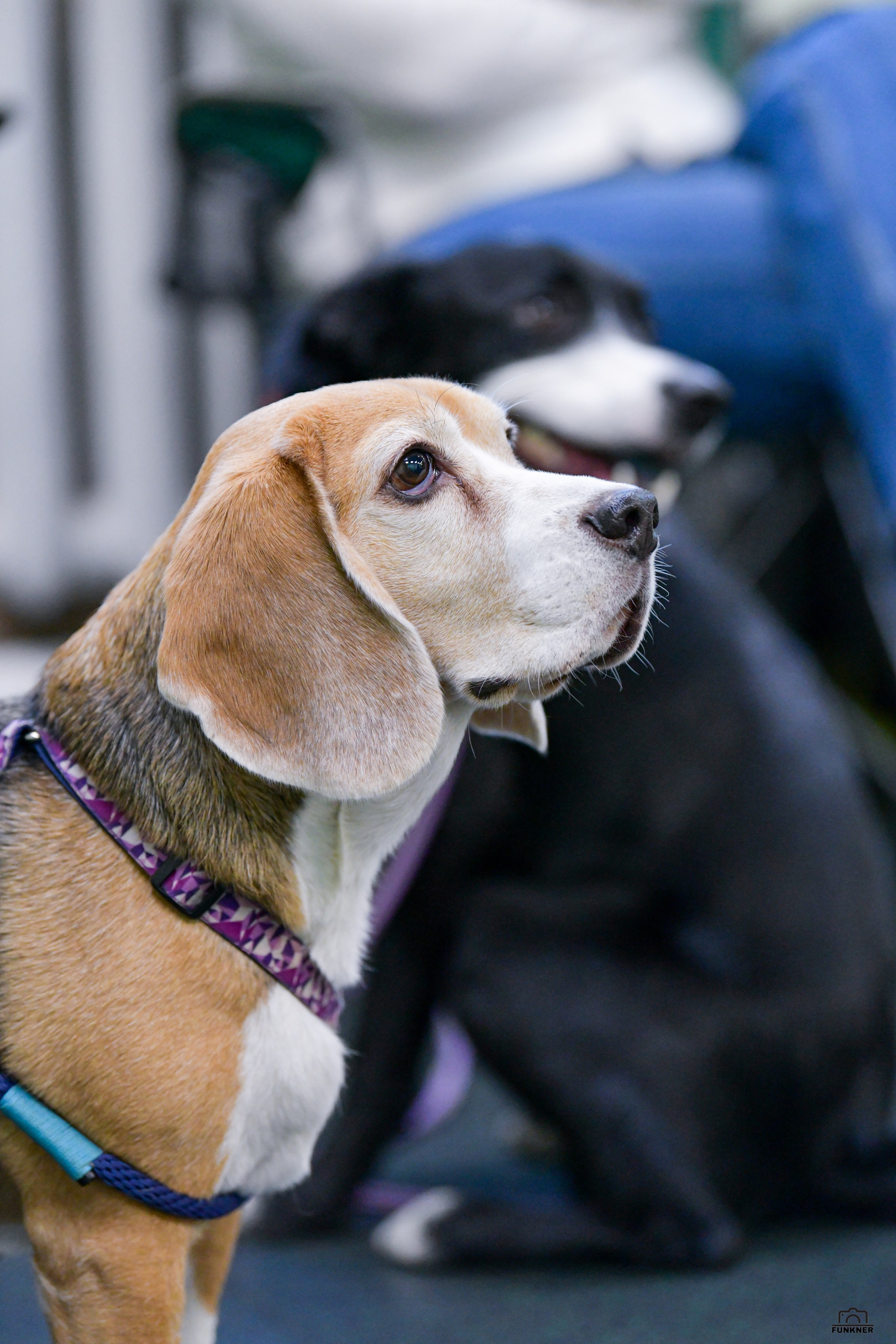 Кинологический клуб «Бодрый хвост». Свой взгляд через объектив
