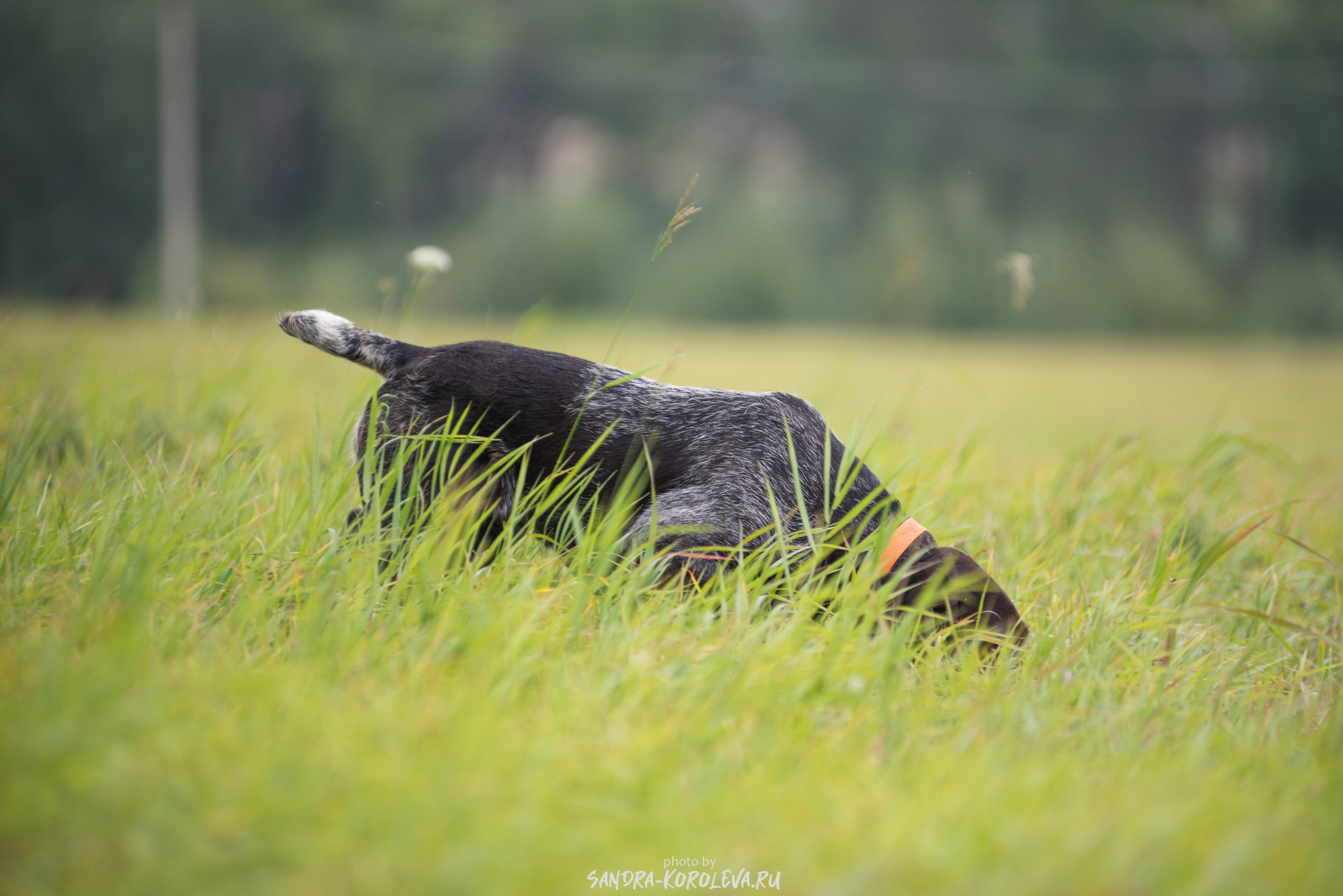Рабочие дипломы. Главная