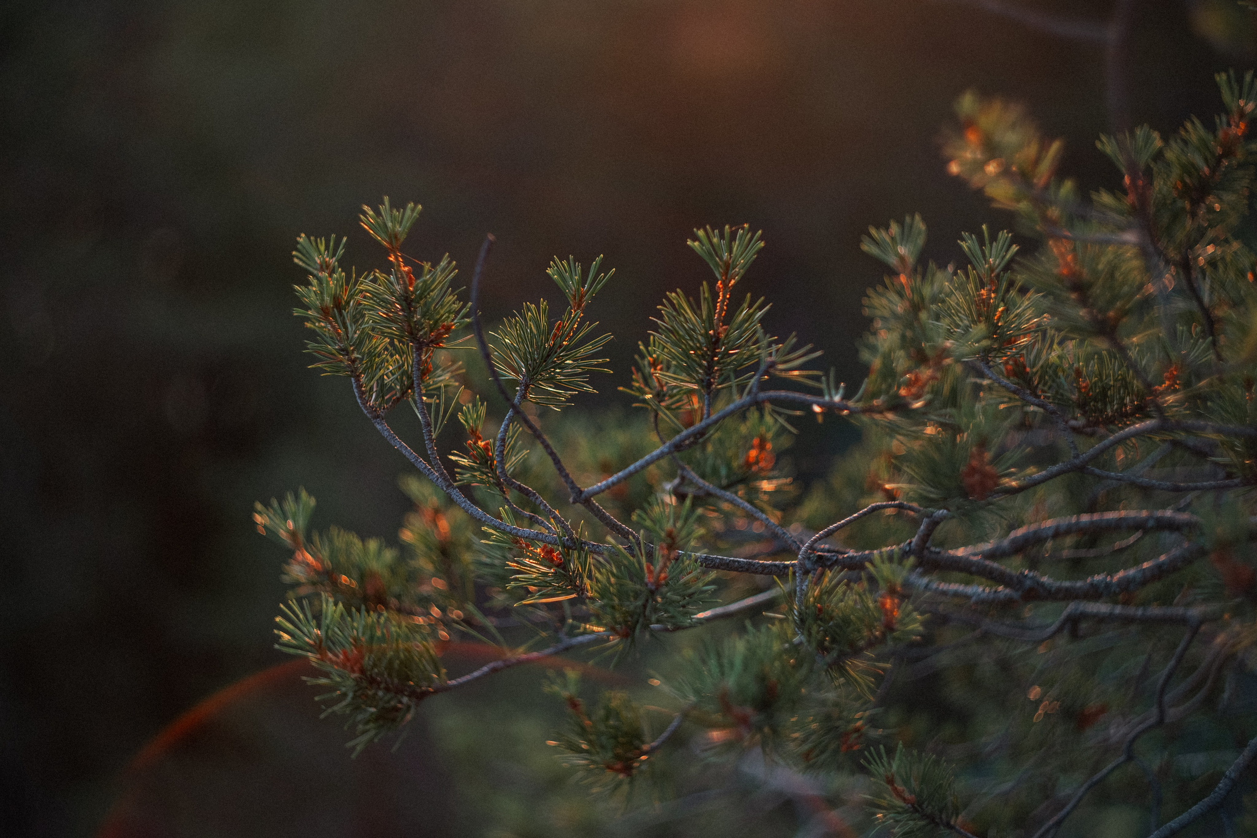 Карелия — место силы. Юля Дэй • Фотограф, Санкт-Петербург