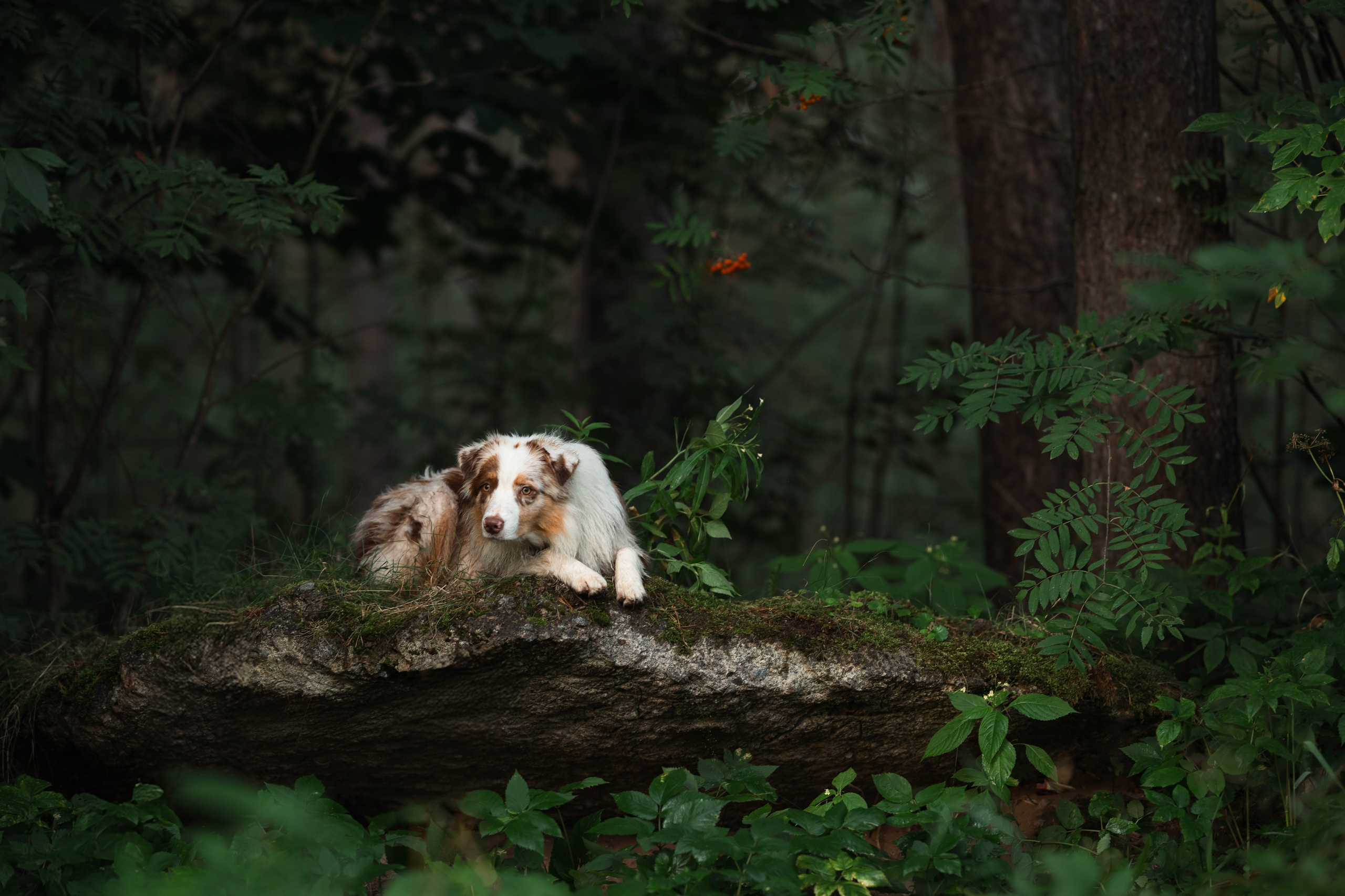 Яна и Панда. Фотограф анималист