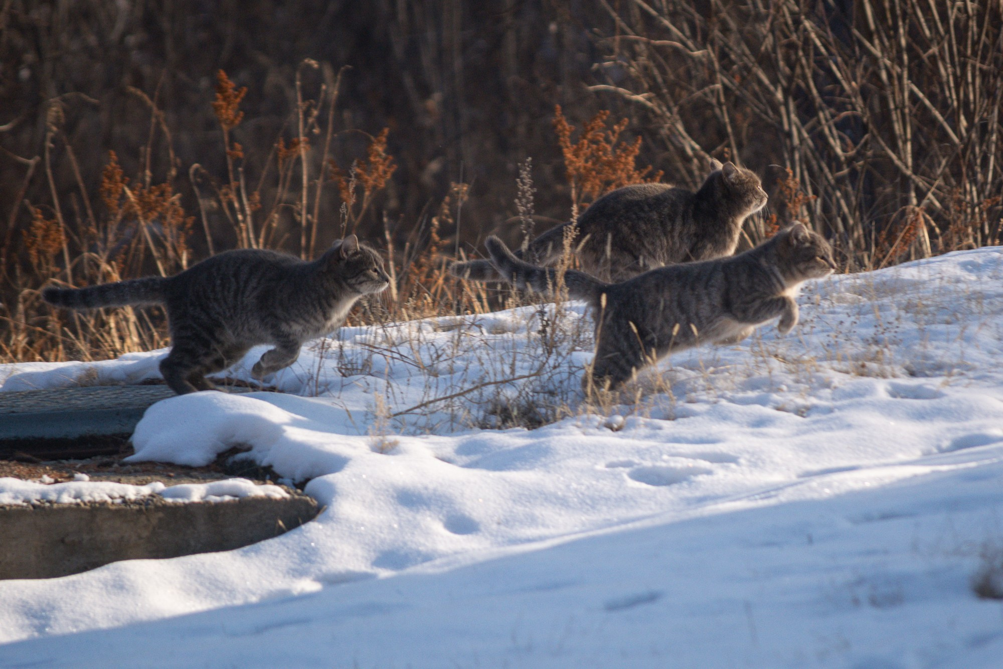 Разное. Репортажный фотограф г. Чита