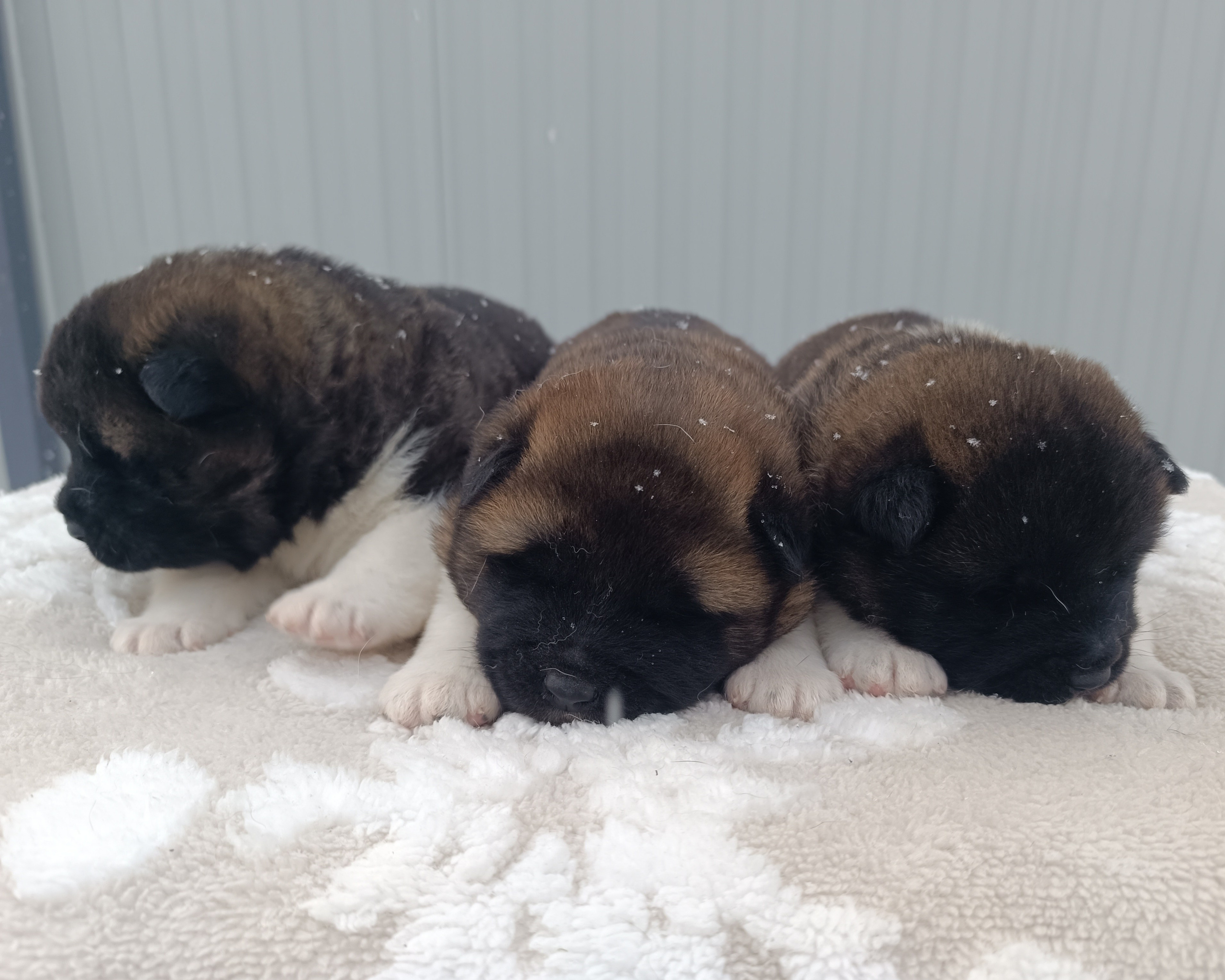 Американская акита  щенки питомник Санкт-Петербург клубные щенки Американская акита питомник RUBYLIGHT Рубилайт купить щенка американской акиты