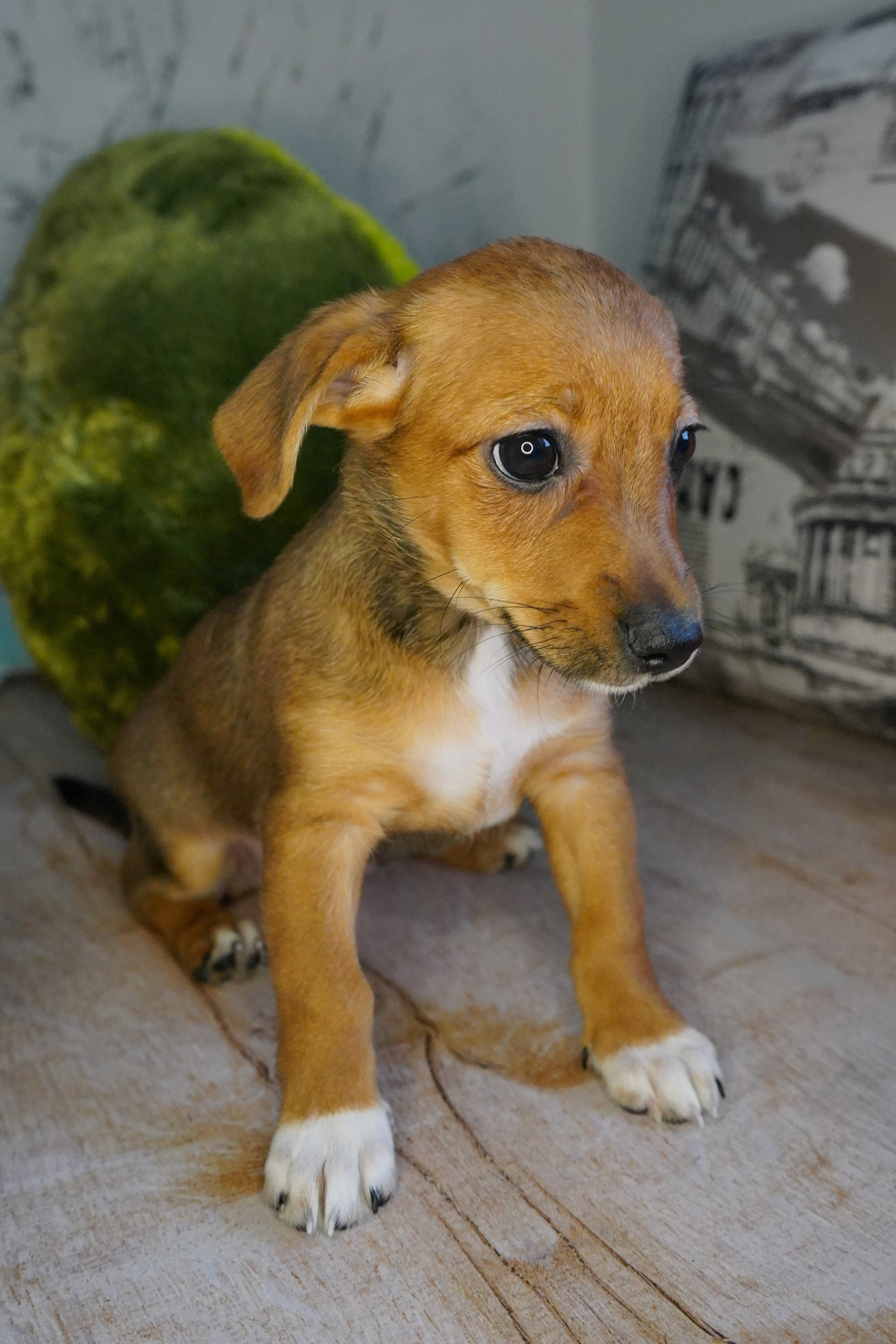 Фотосессии Пушистиков. Фотограф в Санкт-Петербурге Виктория Барышникова