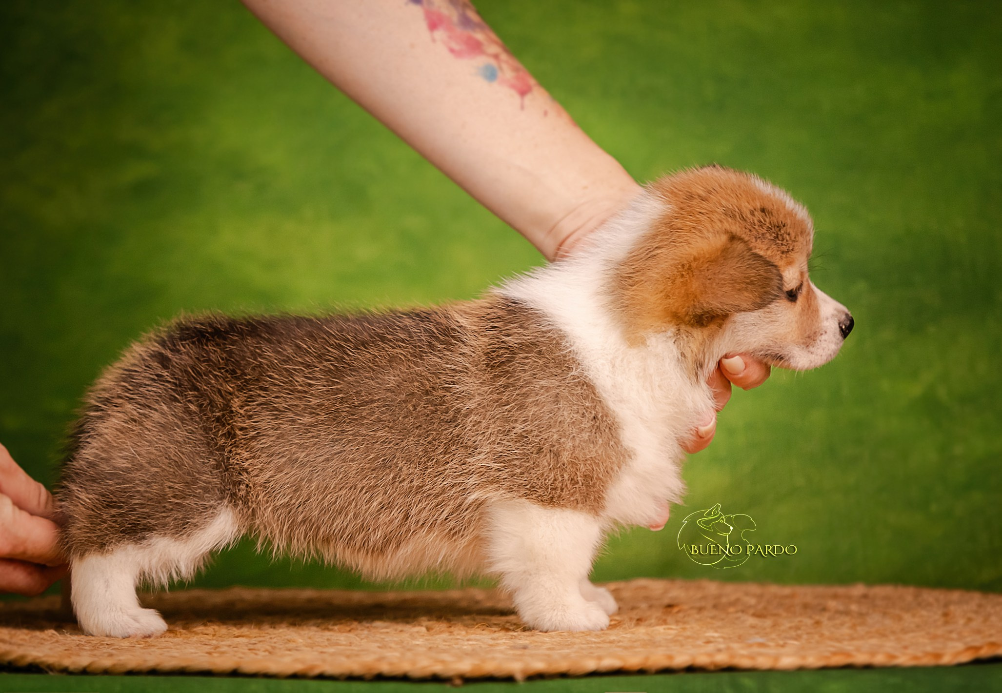 Щенки вельш корги пемброк из питомника. Питомник собак Акита, Хаски, Корги