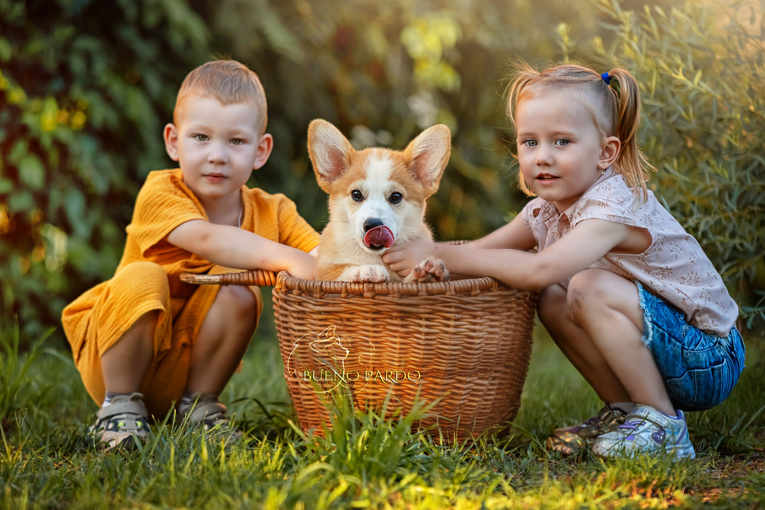 Щенки вельш корги пемброк из питомника. Питомник собак Акита, Хаски, Корги