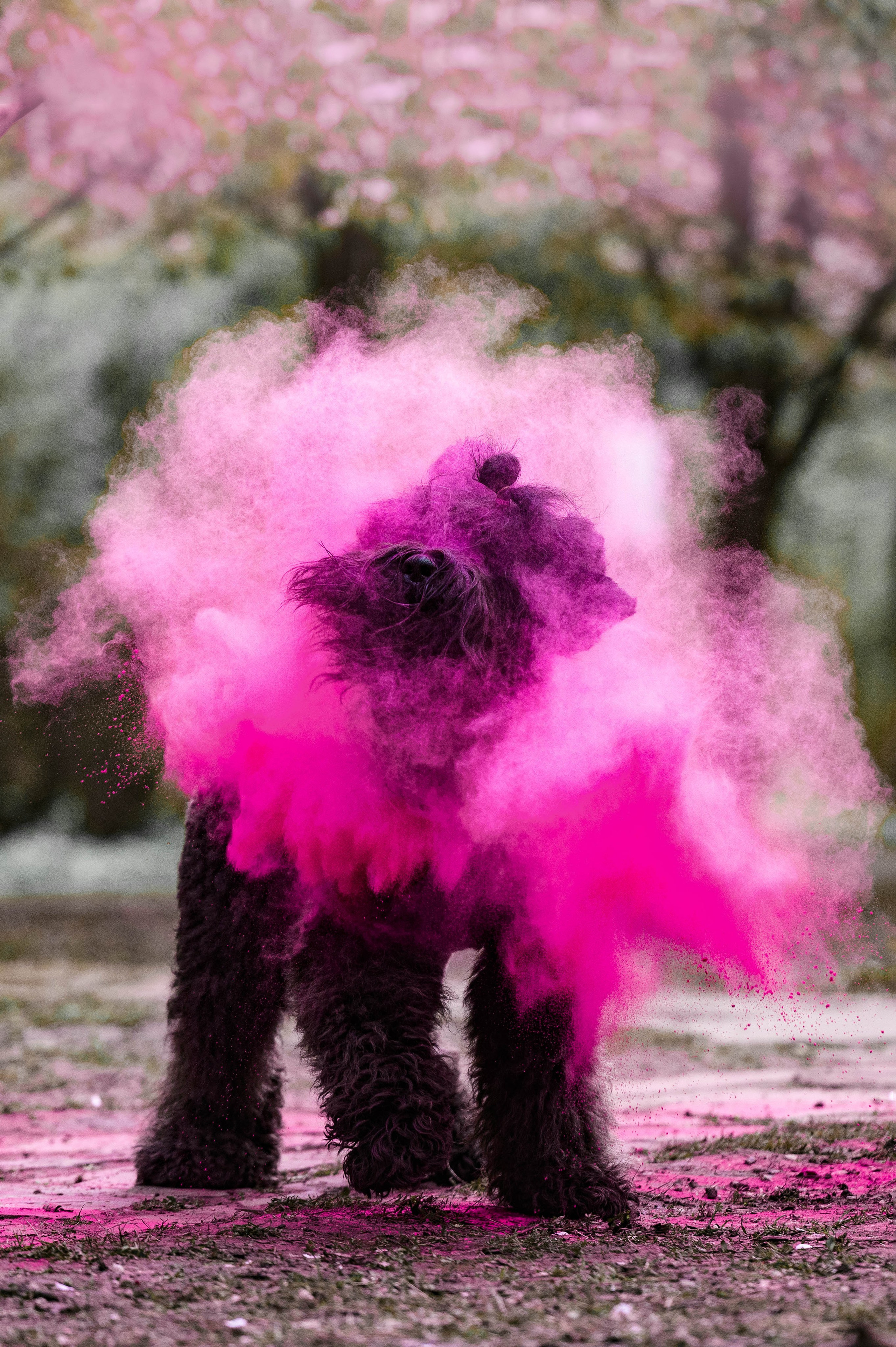 Черныши, сакура и краски холи. Фотограф-анималист