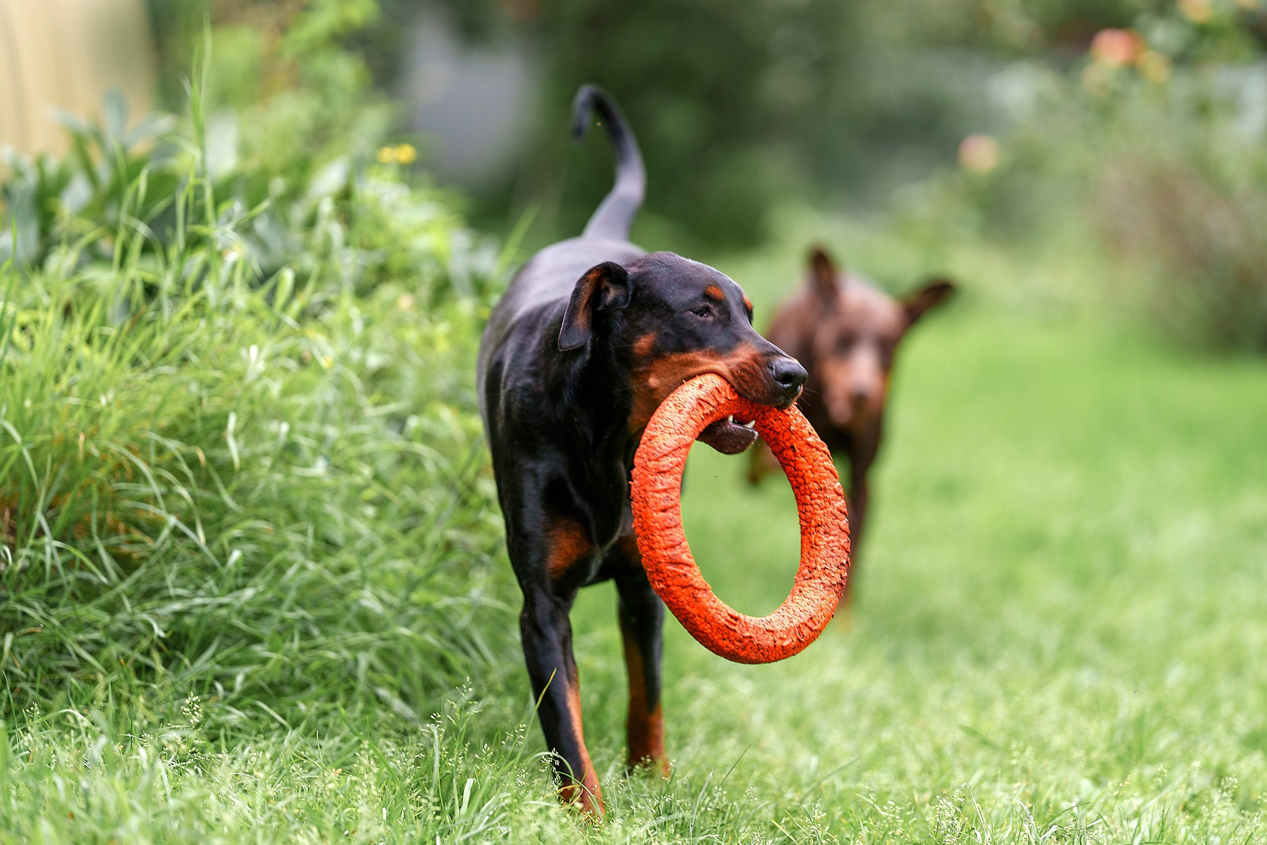 Мика и Фанта. Фотограф анималист Ольга Луканенкова в Москве