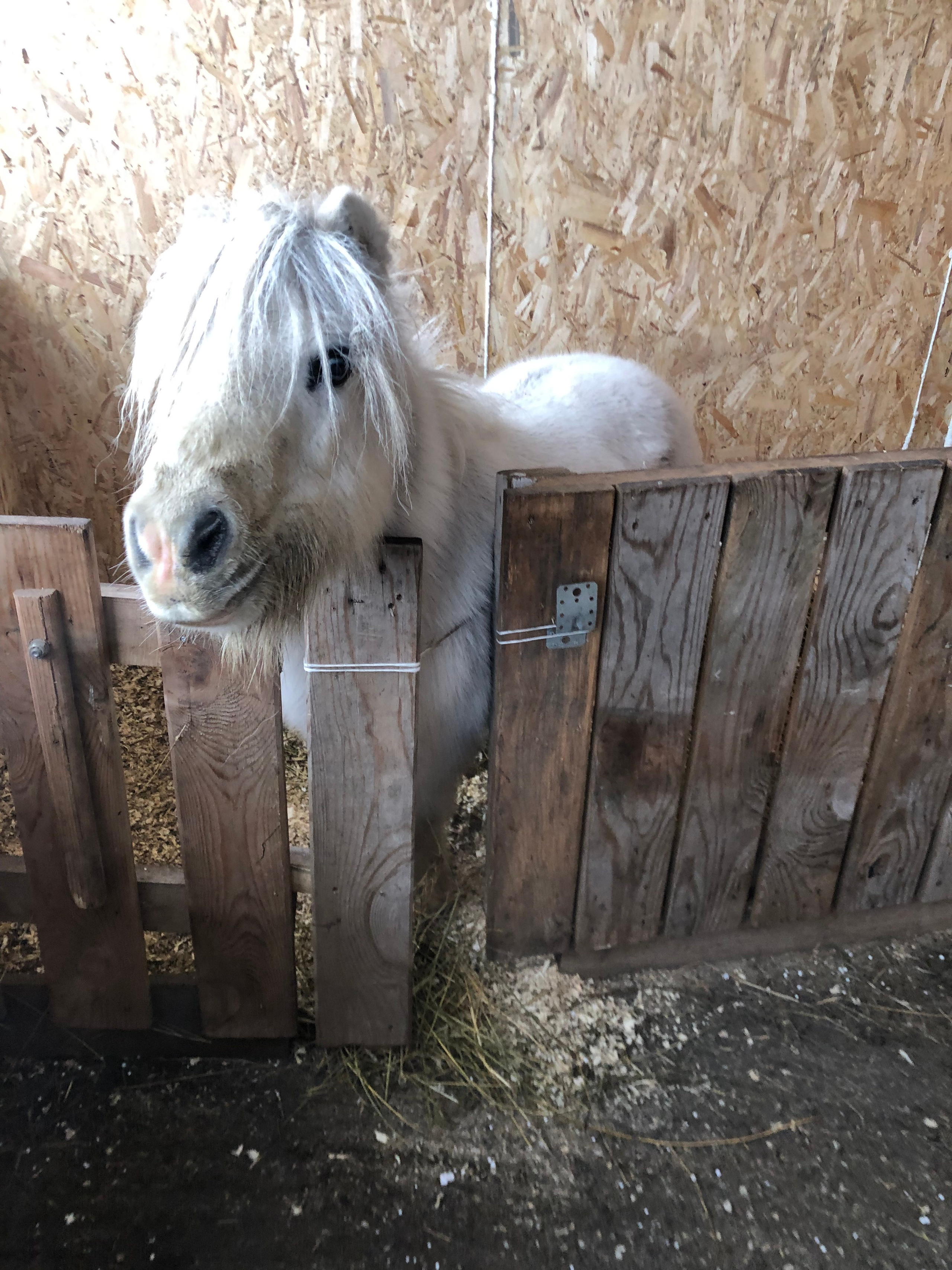Декабрь. Семейный, Свадебный фотограф СПБ Питер— Романова Екатерина