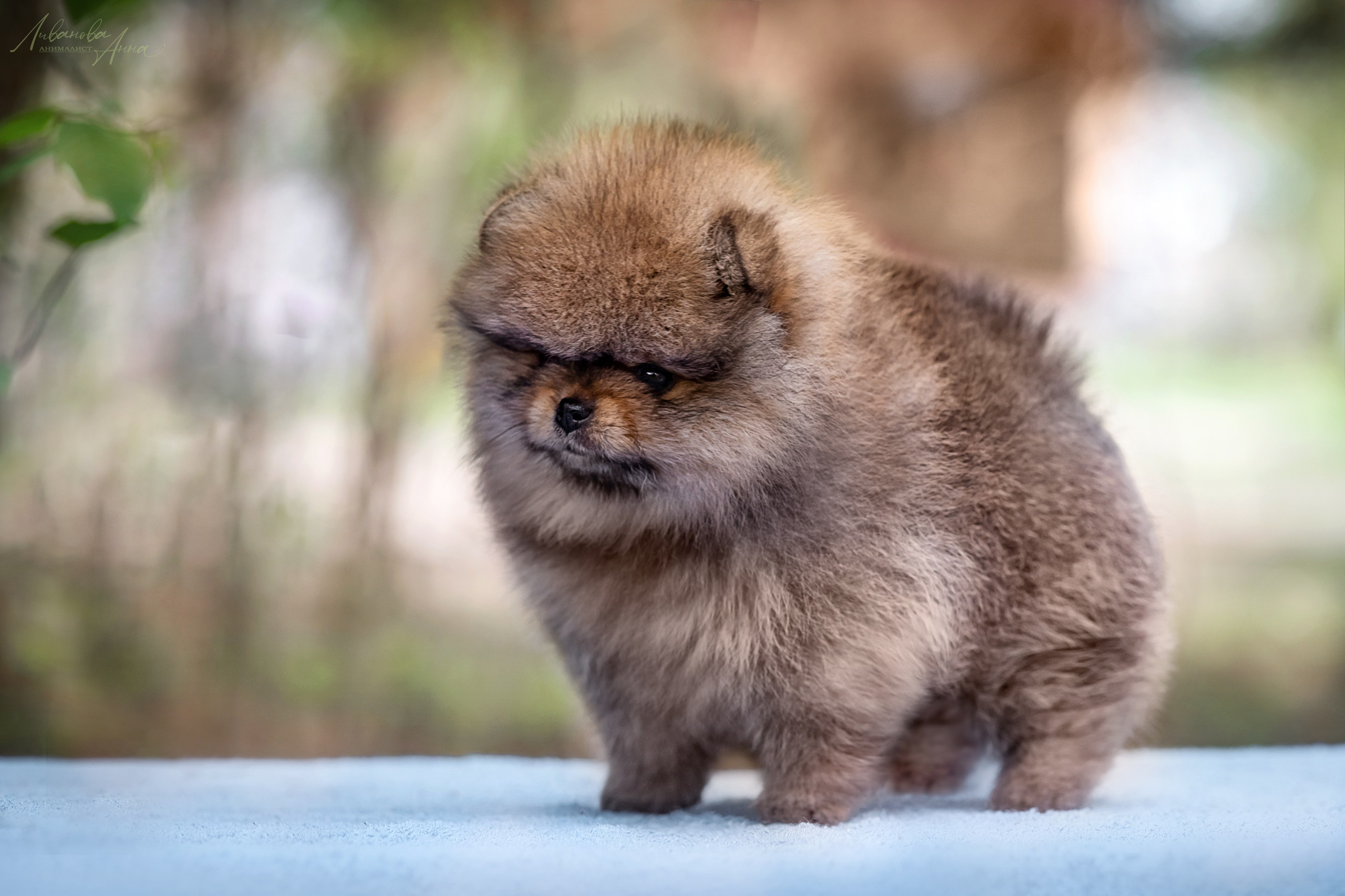 Шпицы. Фотограф анималист Аня Ливанова | Рыбинск