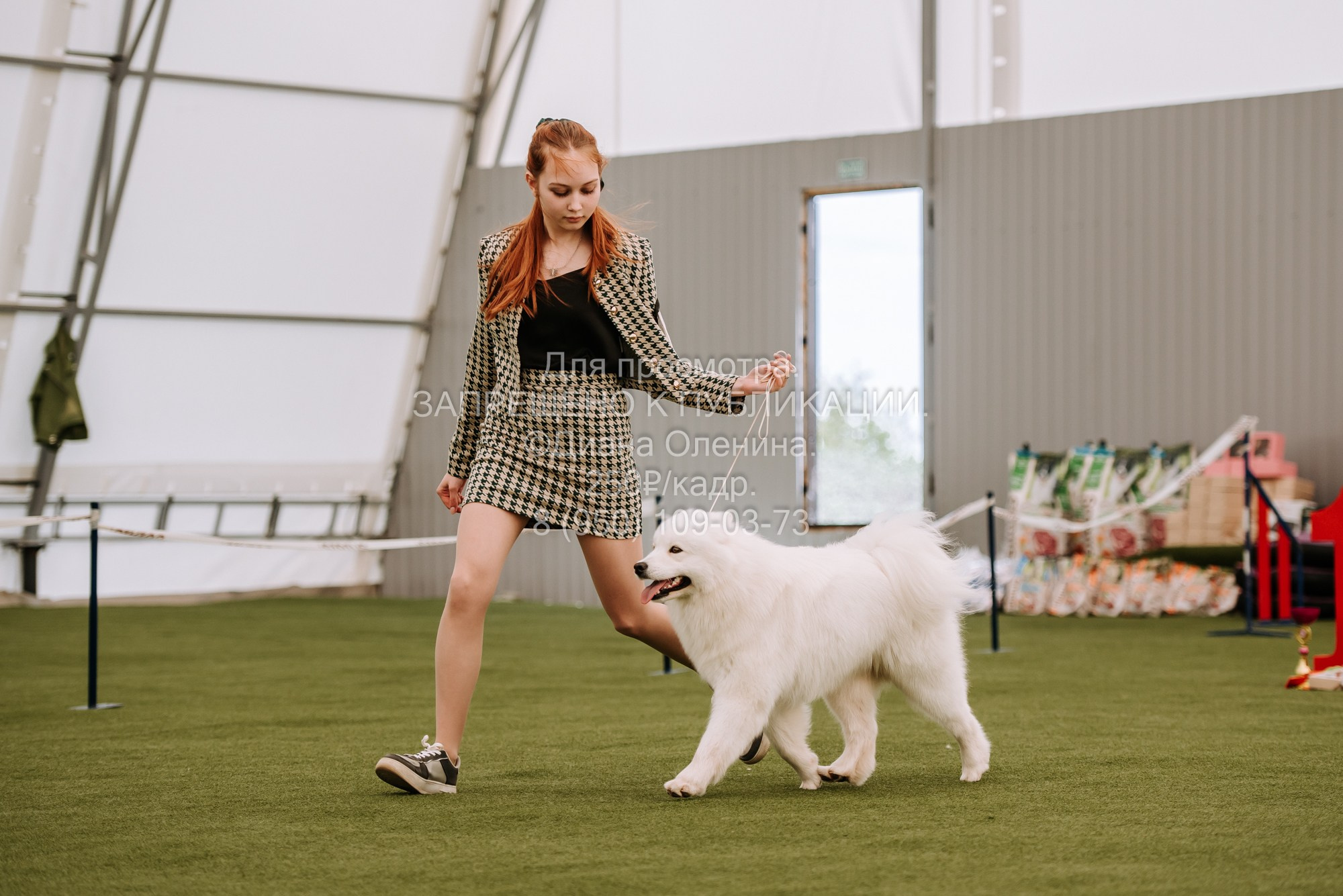 Выставка собак Красноярск 2.06. Фотограф Диана Оленина Красноярск / Братск