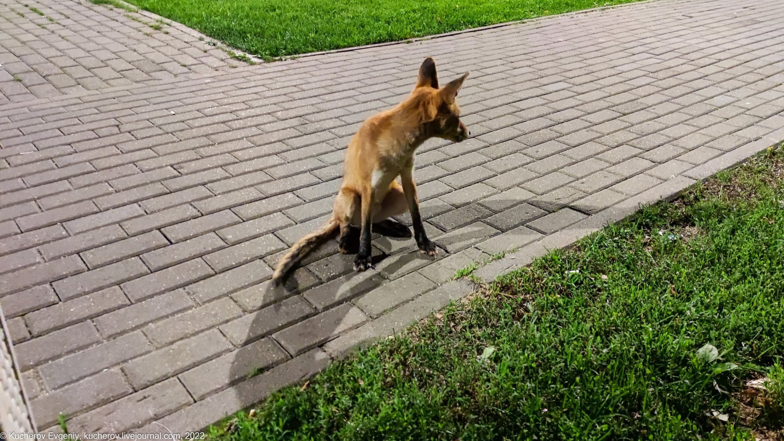 Лисенок. Кучеров Евгений. Фотограф