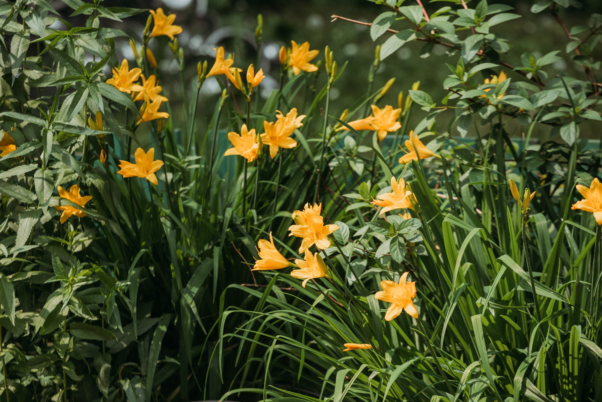 Родные люди «Переделкино». Леся Гаранина. Семейный фотограф/видеограф Москва и область