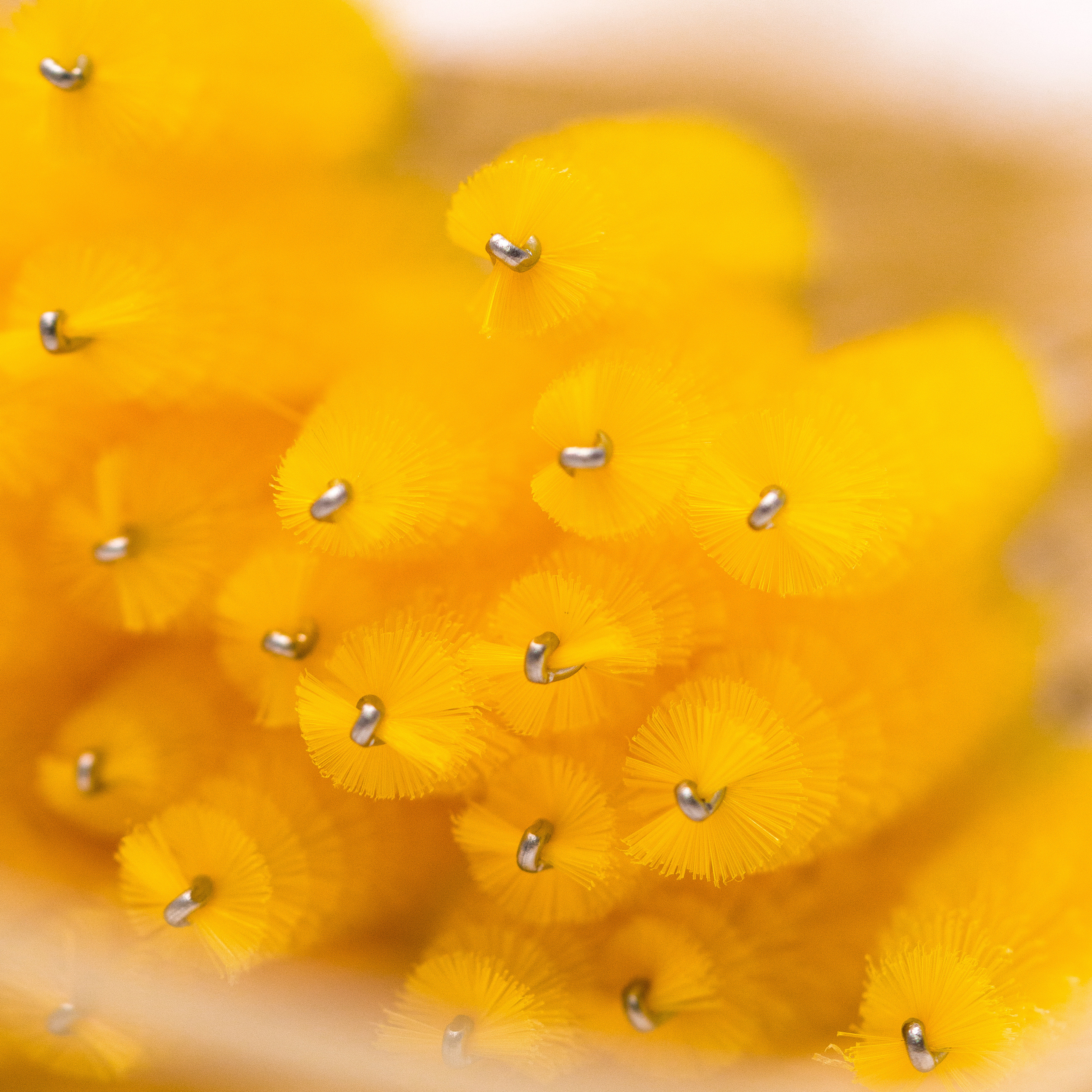 Каталог. Фотограф Фирсанова Алина