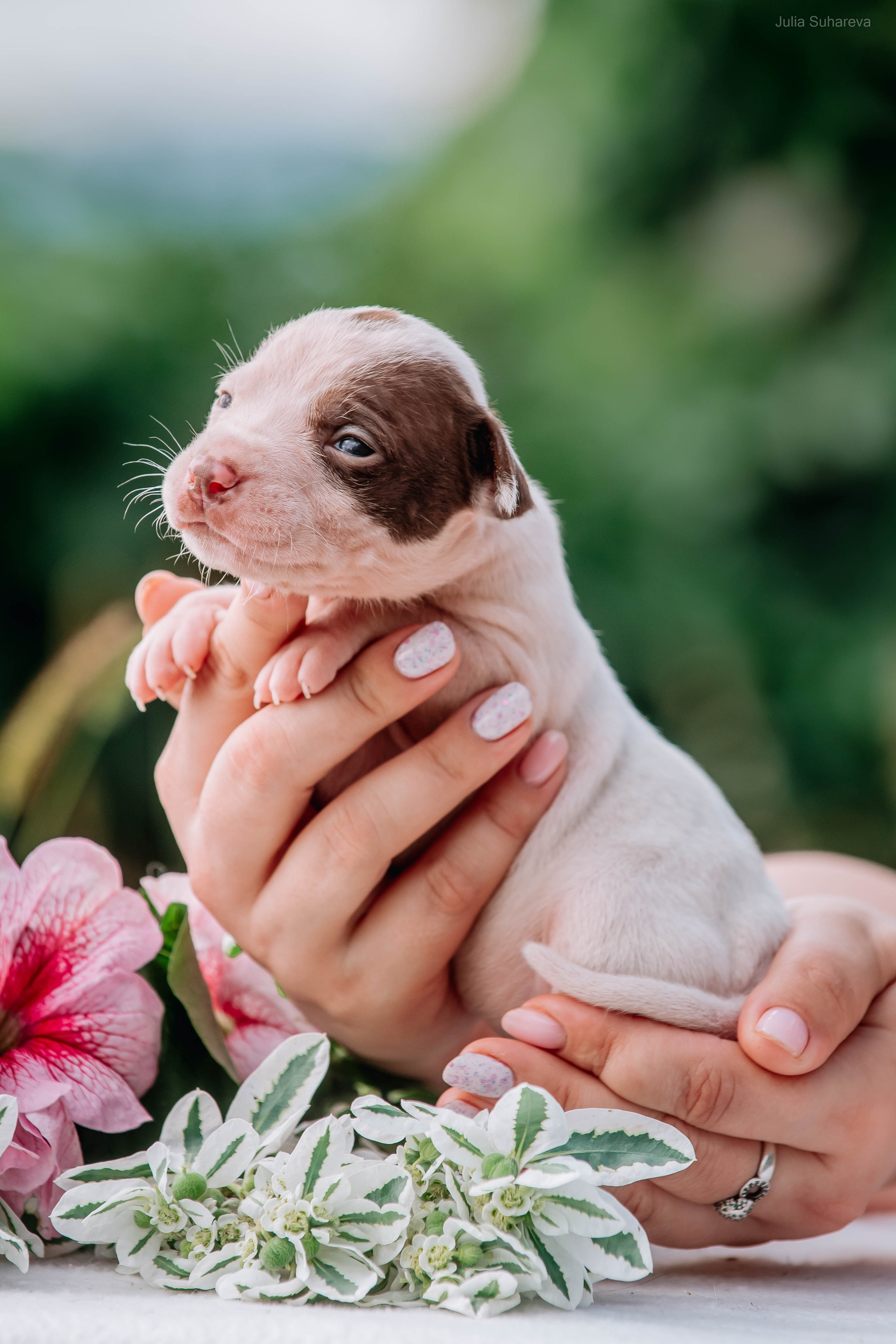 Щенки 2 недели. Главная