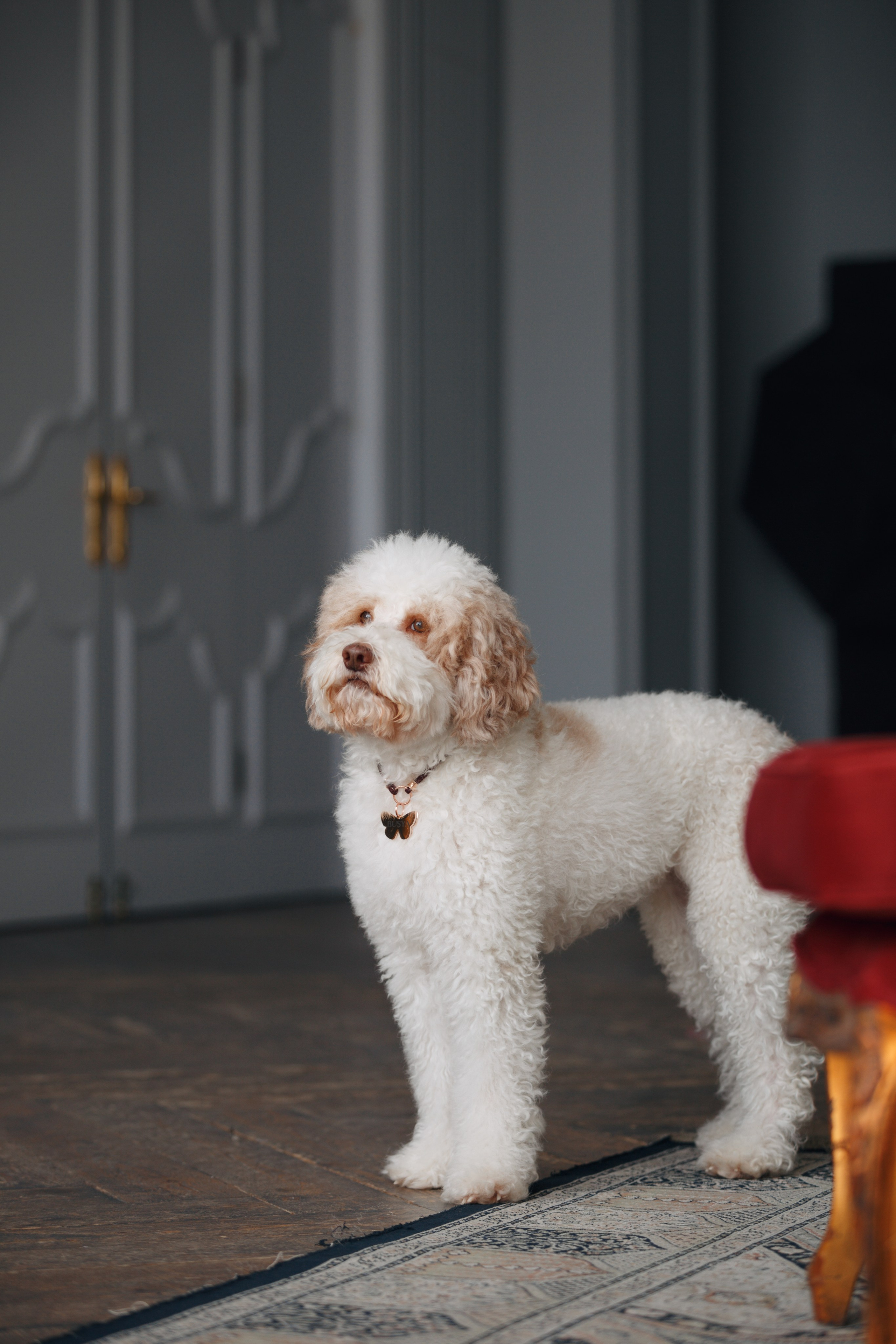 Bmbh лежанки и адресники. Фотограф анималист Кристина Карпова, Москва