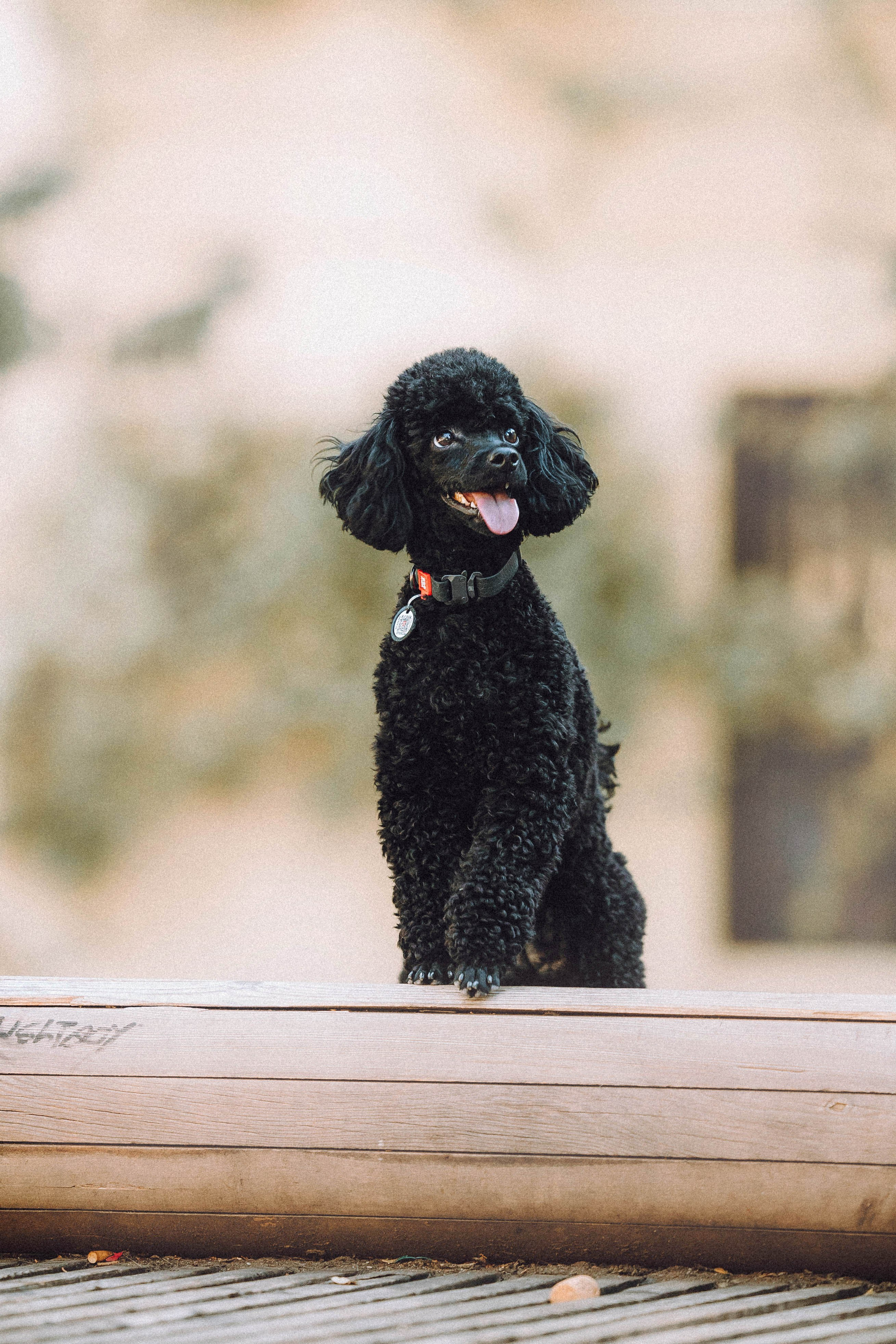 Игнат, Даша и Бэтти