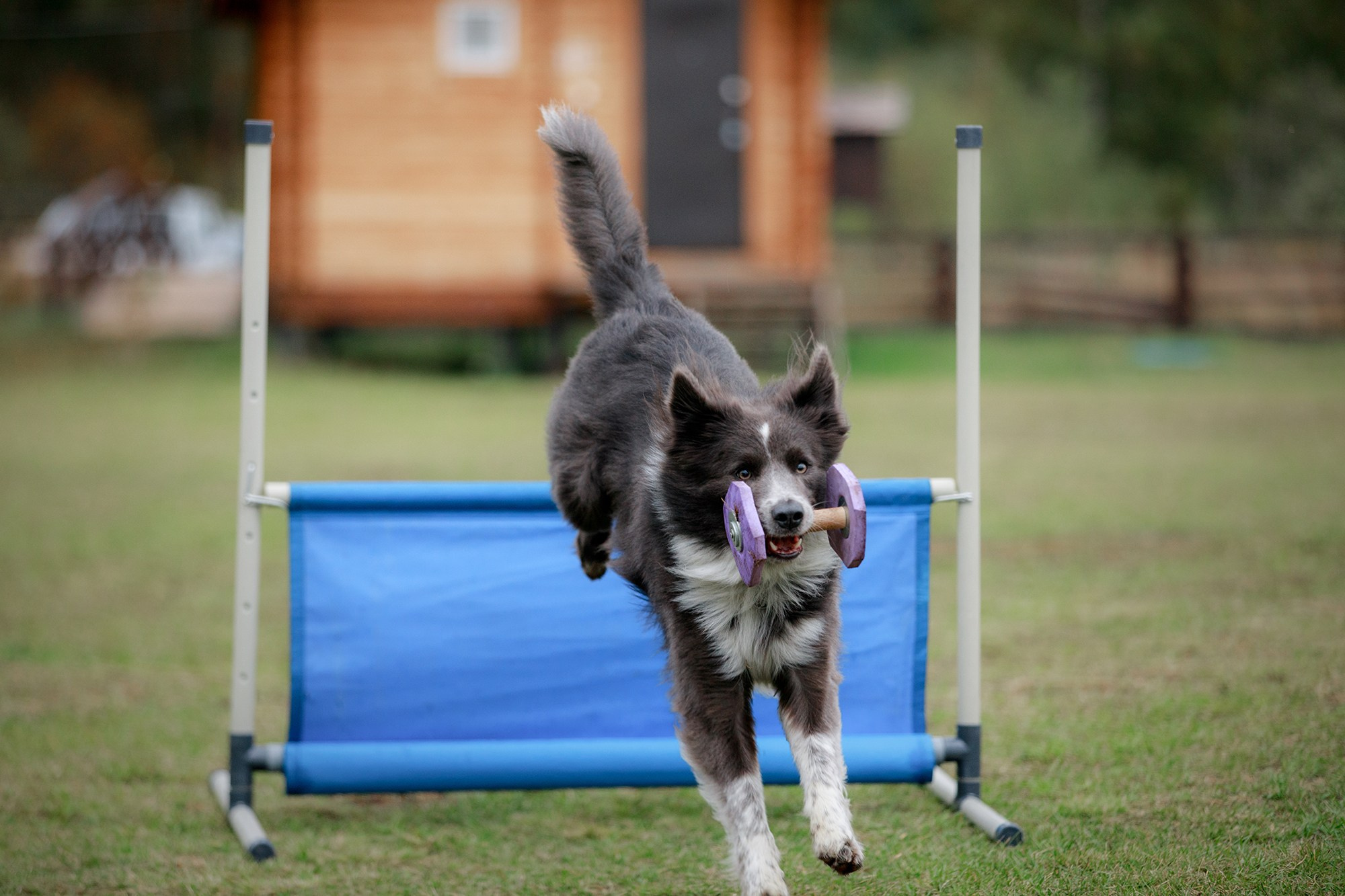 Лагерь по ОБД с Инной Баженовой. Фотограф-анималист Mary Mart — Москва, Питер