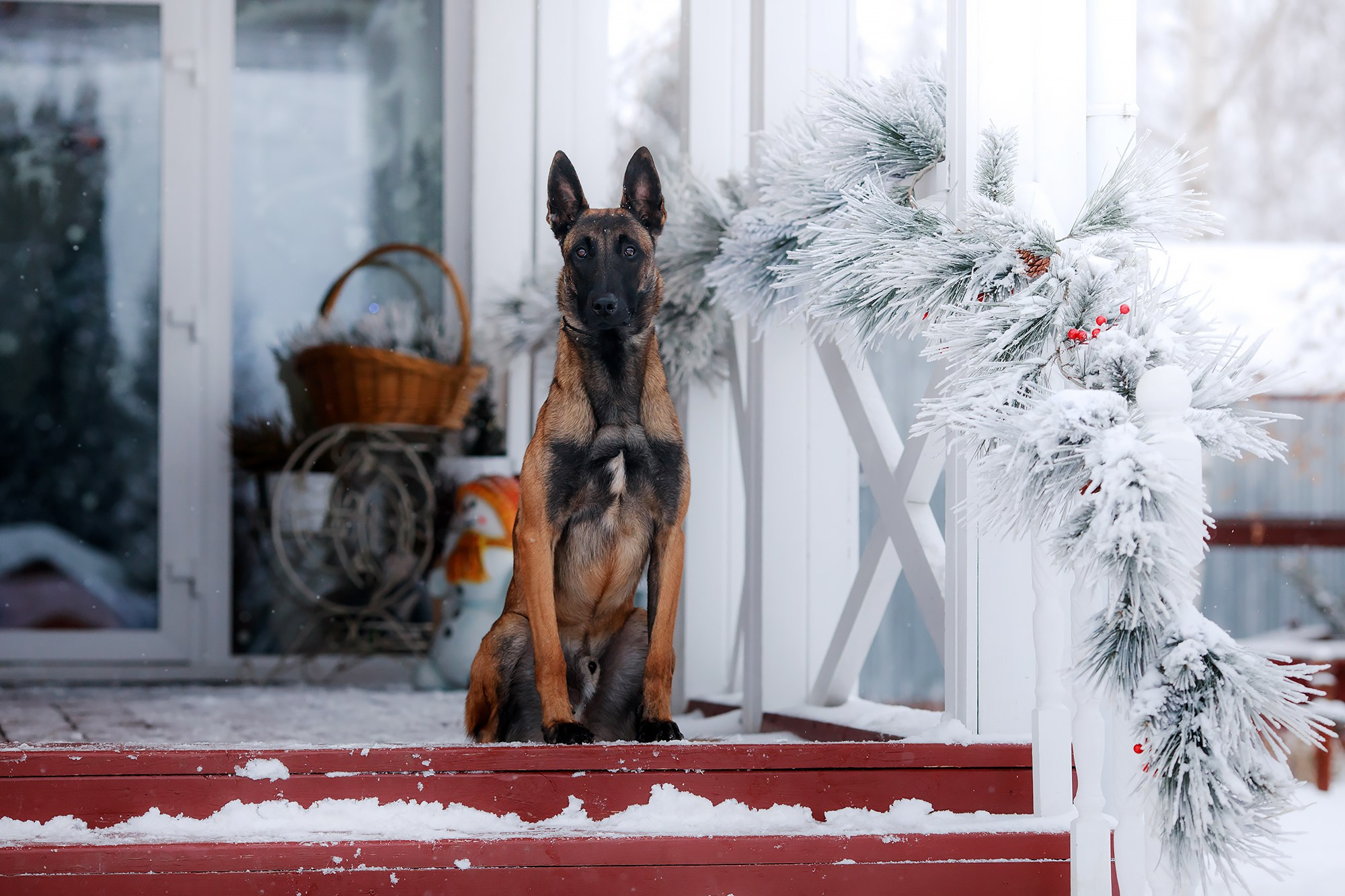 Зимние портреты. Фотограф-анималист Mary Mart — Москва, Питер