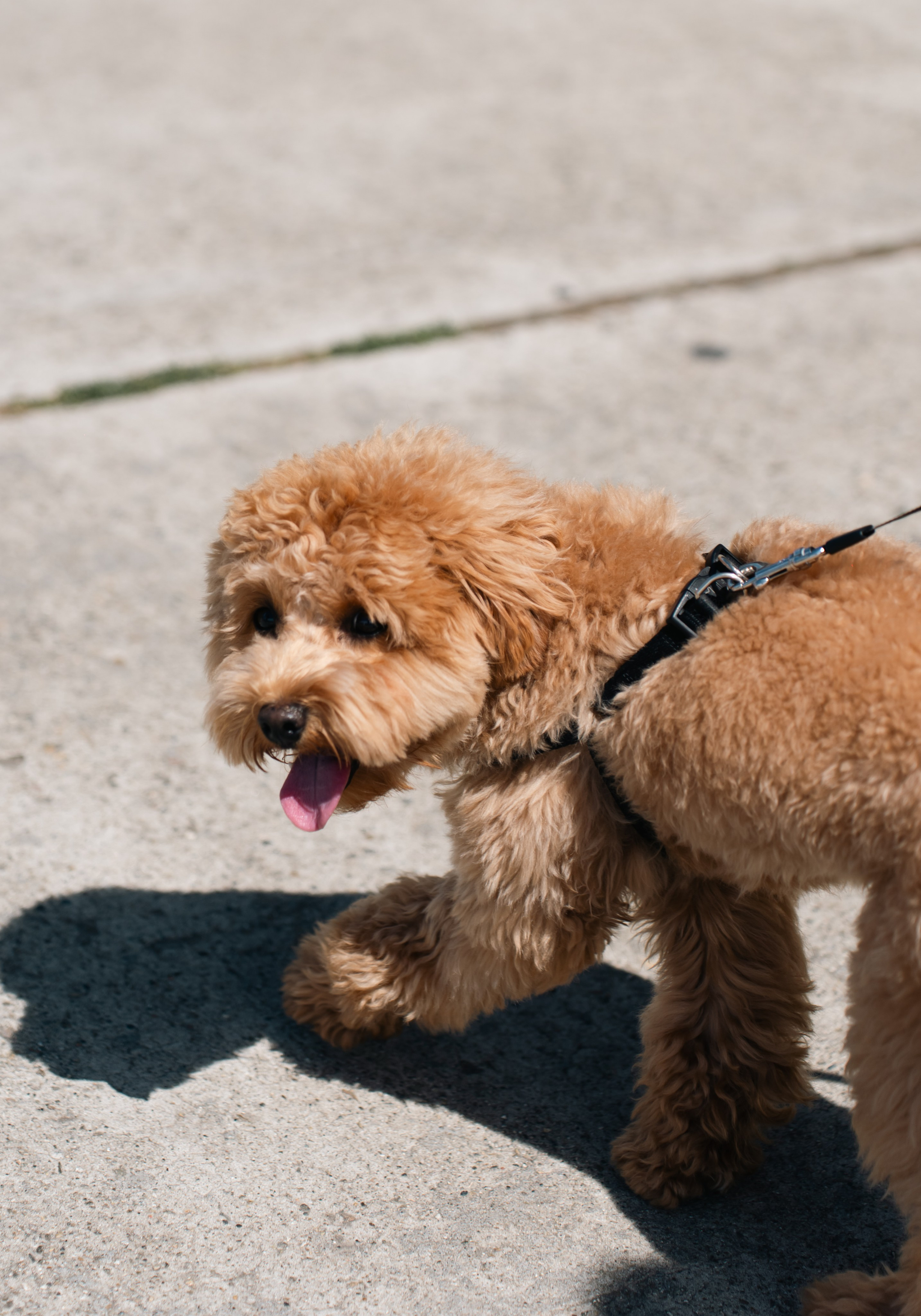 Прогулочная фотосессия с Аней в Сочи. Фотограф из Екатеринбурга Алена Мусалимова