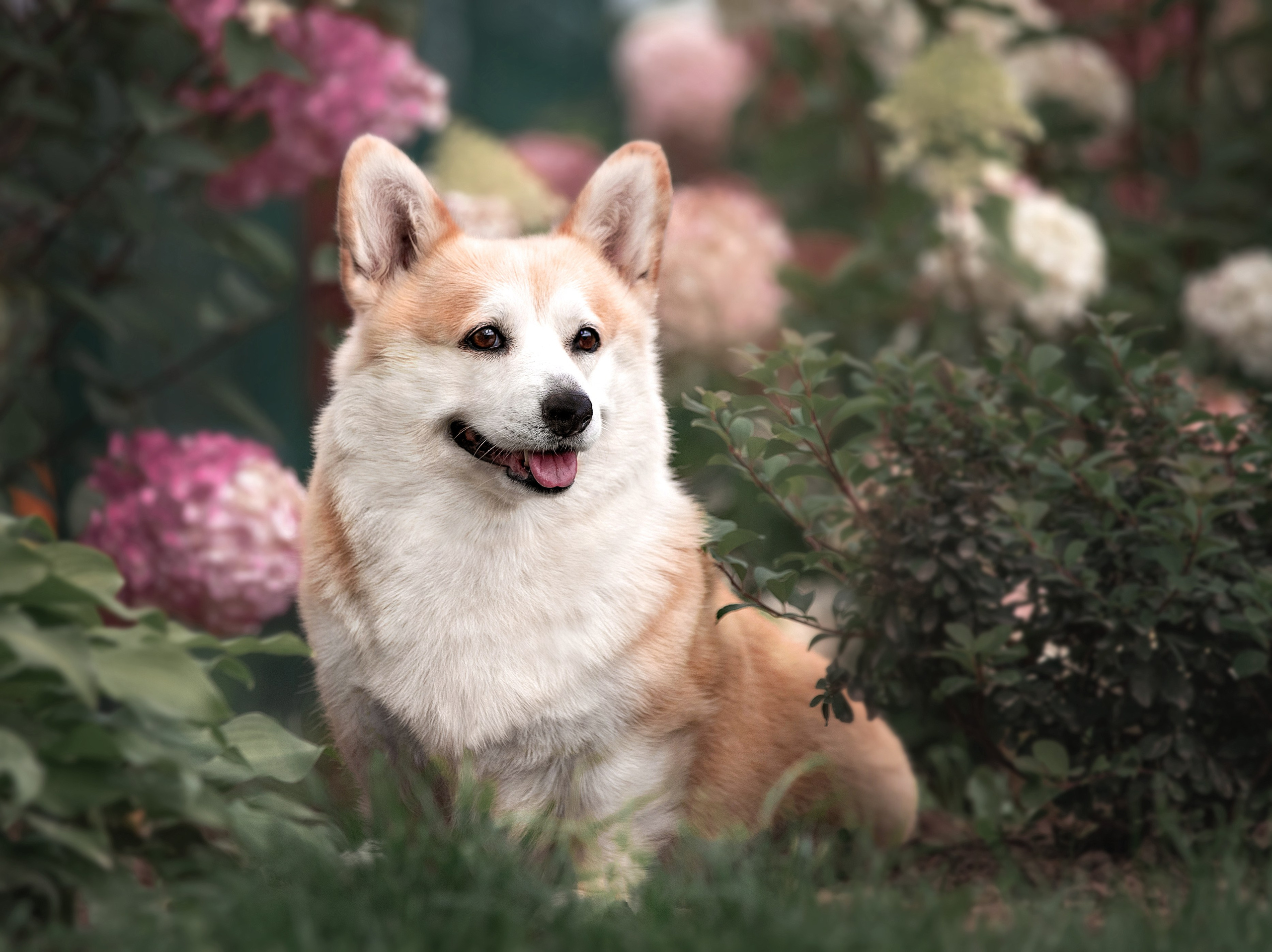 Портфолио: Фотосъёмка собак в Москве и области — авторские образы. Фотограф-анималист и бренд-фотограф в Москве | Фотография собак, людей, бизнес-портрет